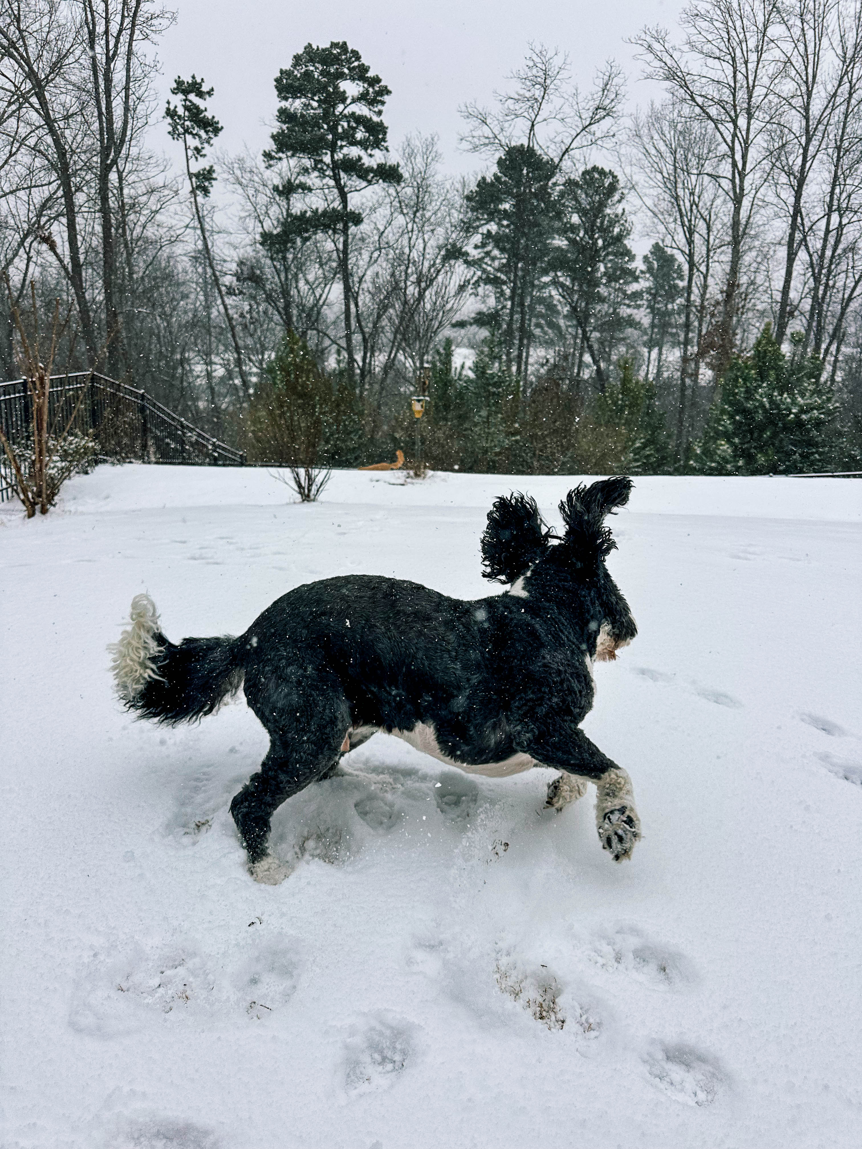 motherhood recap blog, lifestyle, mom life, toddler mom, south carolina, fort mill, swiss cheese, sherry chicken, healthy food, poppyseed kitchen, swim lessons, dinner ideas, motherhood, pregnancy, maternity, sourdough, birthday, cake, birds, food, snacks, snow day, snowing, tea, life