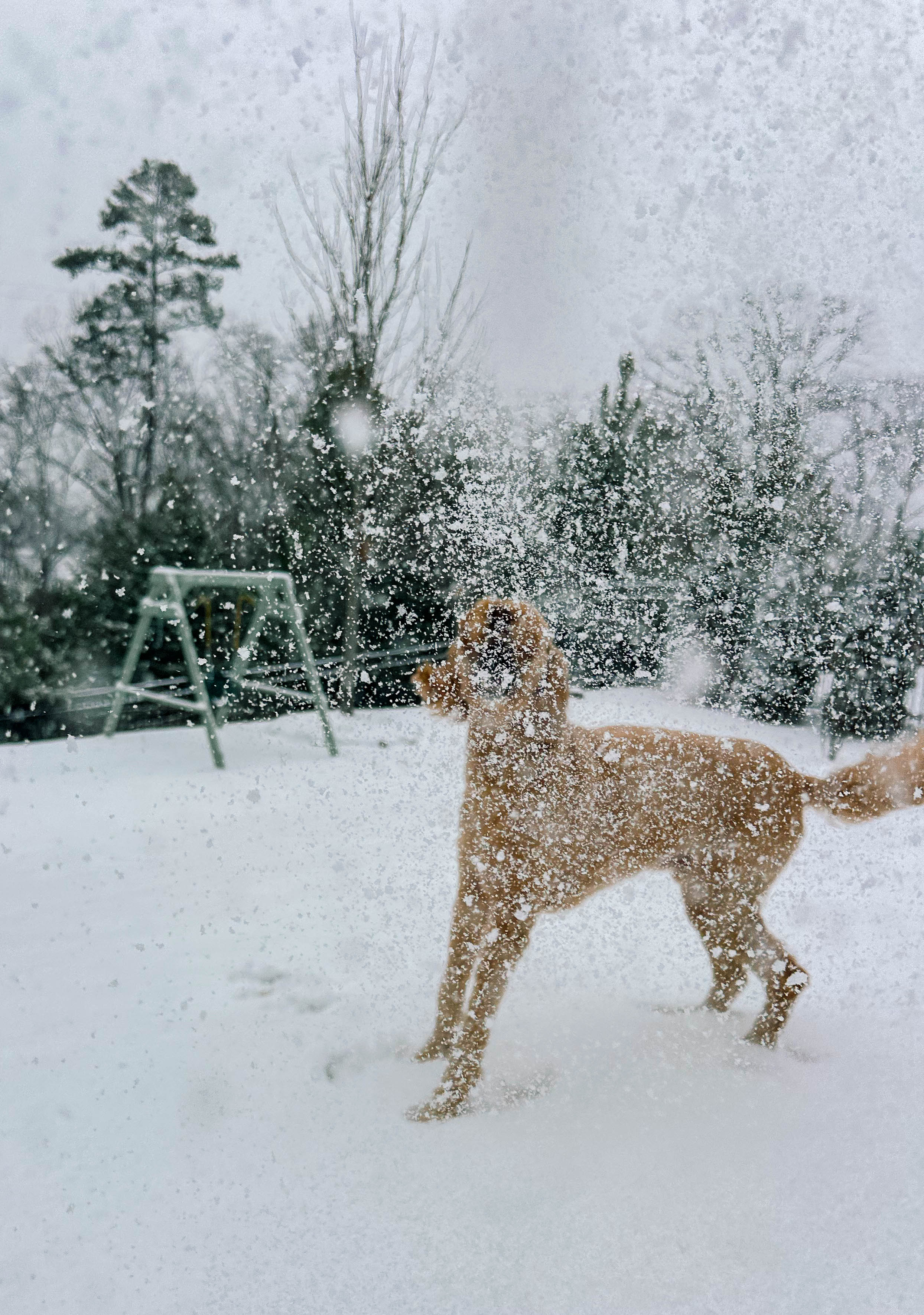 motherhood recap blog, lifestyle, mom life, toddler mom, south carolina, fort mill, swiss cheese, sherry chicken, healthy food, poppyseed kitchen, swim lessons, dinner ideas, motherhood, pregnancy, maternity, sourdough, birthday, cake, birds, food, snacks, snow day, snowing, tea, life