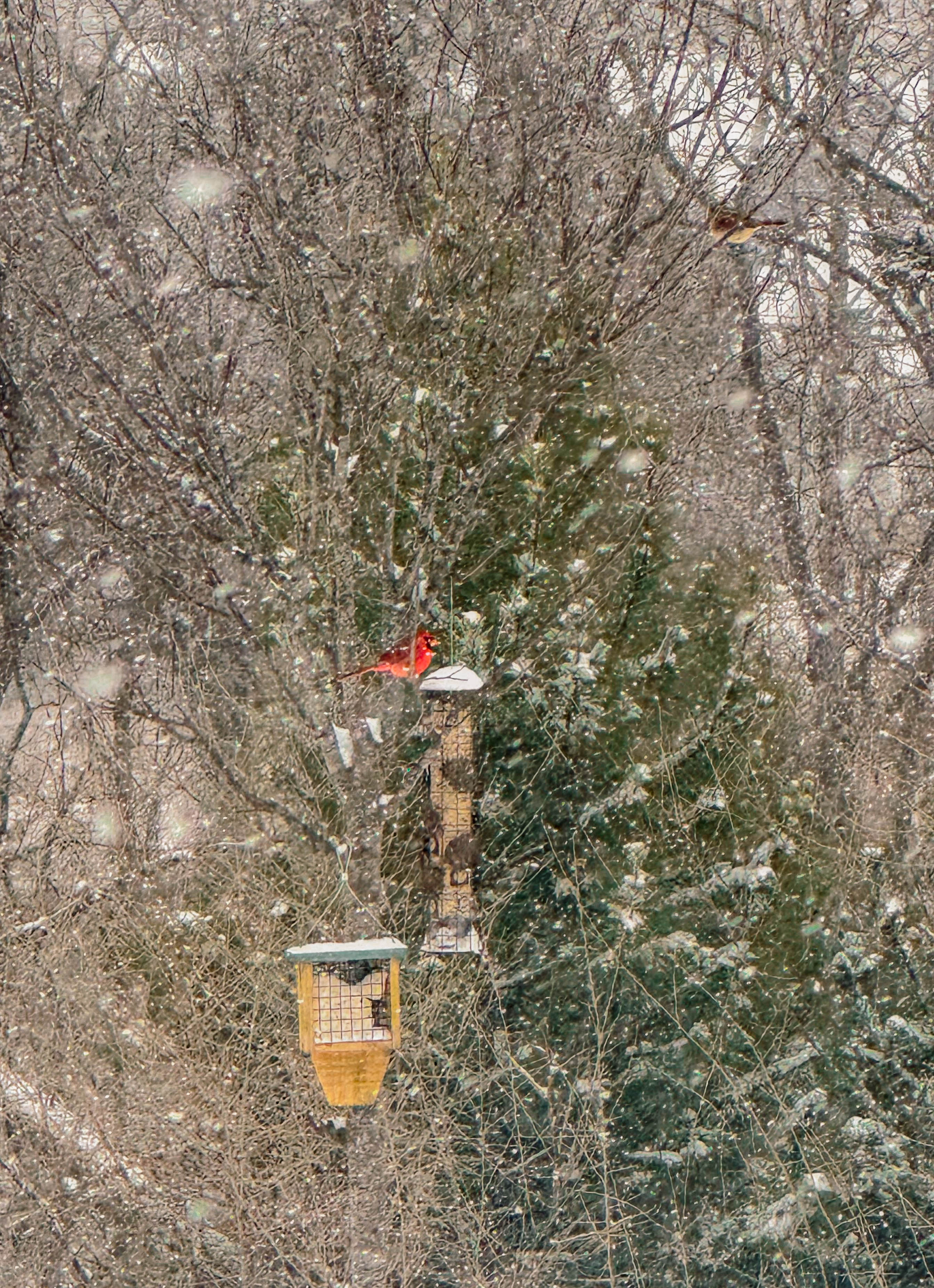 motherhood recap blog, lifestyle, mom life, toddler mom, south carolina, fort mill, swiss cheese, sherry chicken, healthy food, poppyseed kitchen, swim lessons, dinner ideas, motherhood, pregnancy, maternity, sourdough, birthday, cake, birds, food, snacks, snow day, snowing, tea, life