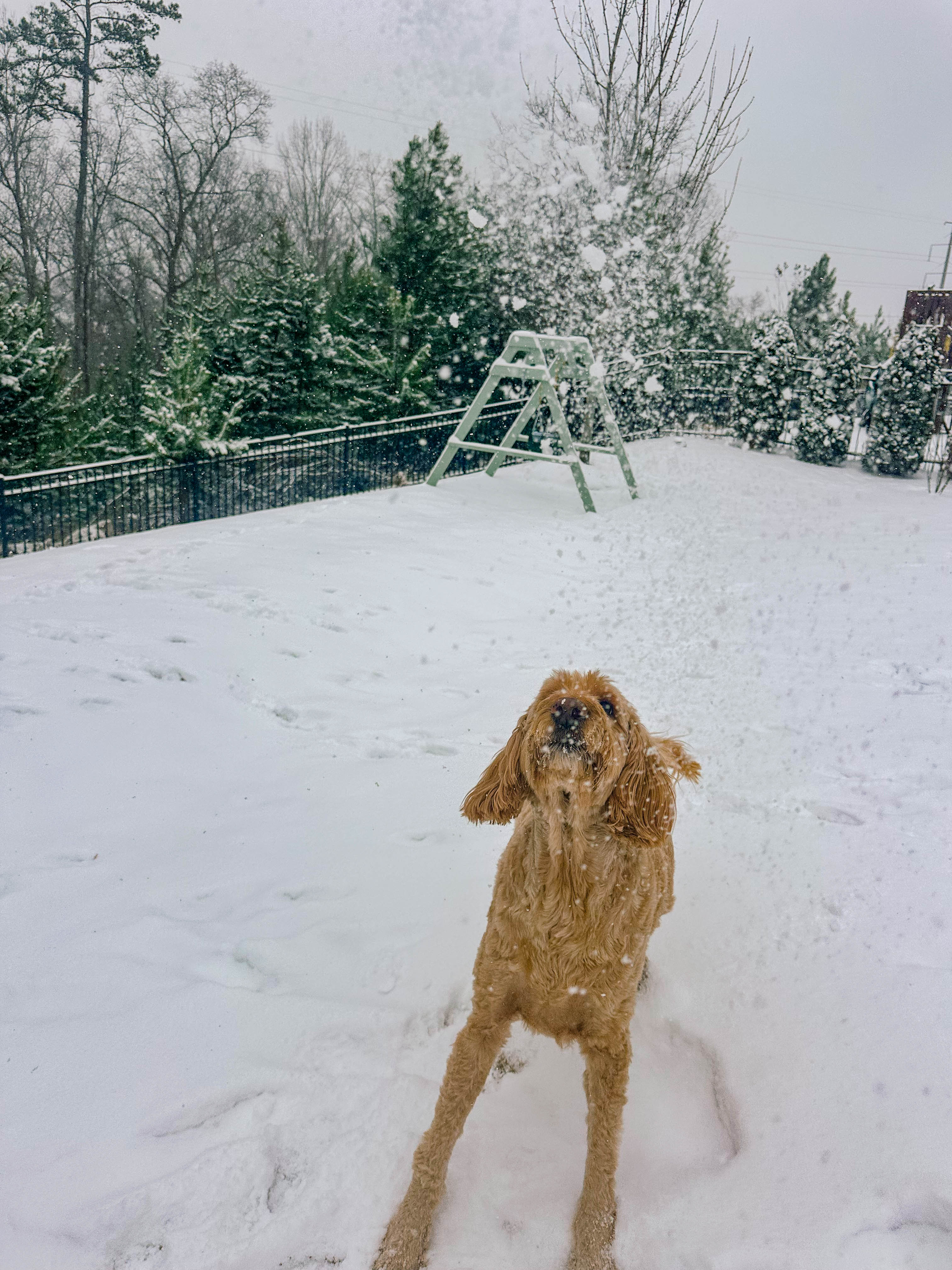 motherhood recap blog, lifestyle, mom life, toddler mom, south carolina, fort mill, swiss cheese, sherry chicken, healthy food, poppyseed kitchen, swim lessons, dinner ideas, motherhood, pregnancy, maternity, sourdough, birthday, cake, birds, food, snacks, snow day, snowing, tea, life