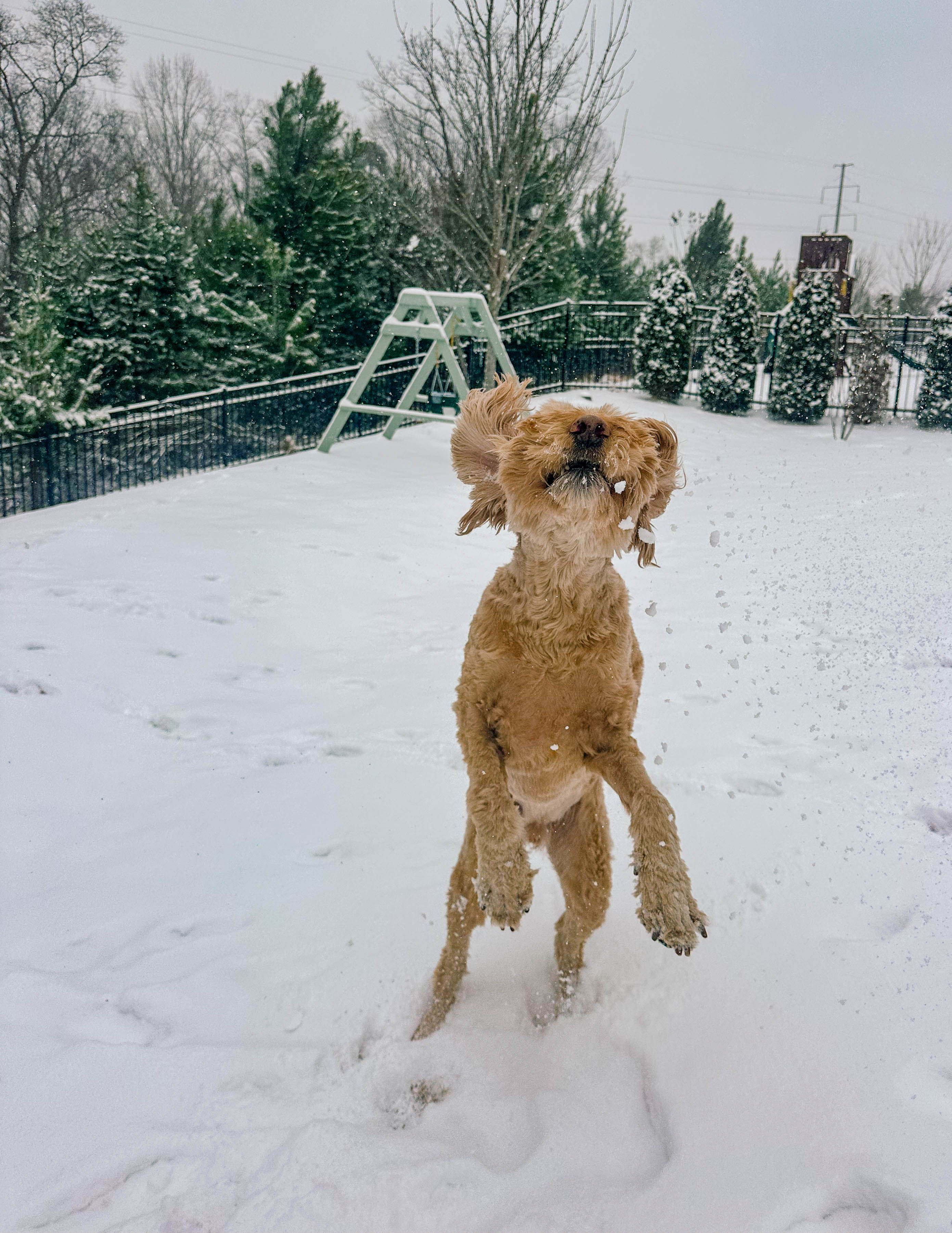 motherhood recap blog, lifestyle, mom life, toddler mom, south carolina, fort mill, swiss cheese, sherry chicken, healthy food, poppyseed kitchen, swim lessons, dinner ideas, motherhood, pregnancy, maternity, sourdough, birthday, cake, birds, food, snacks, snow day, snowing, tea, life