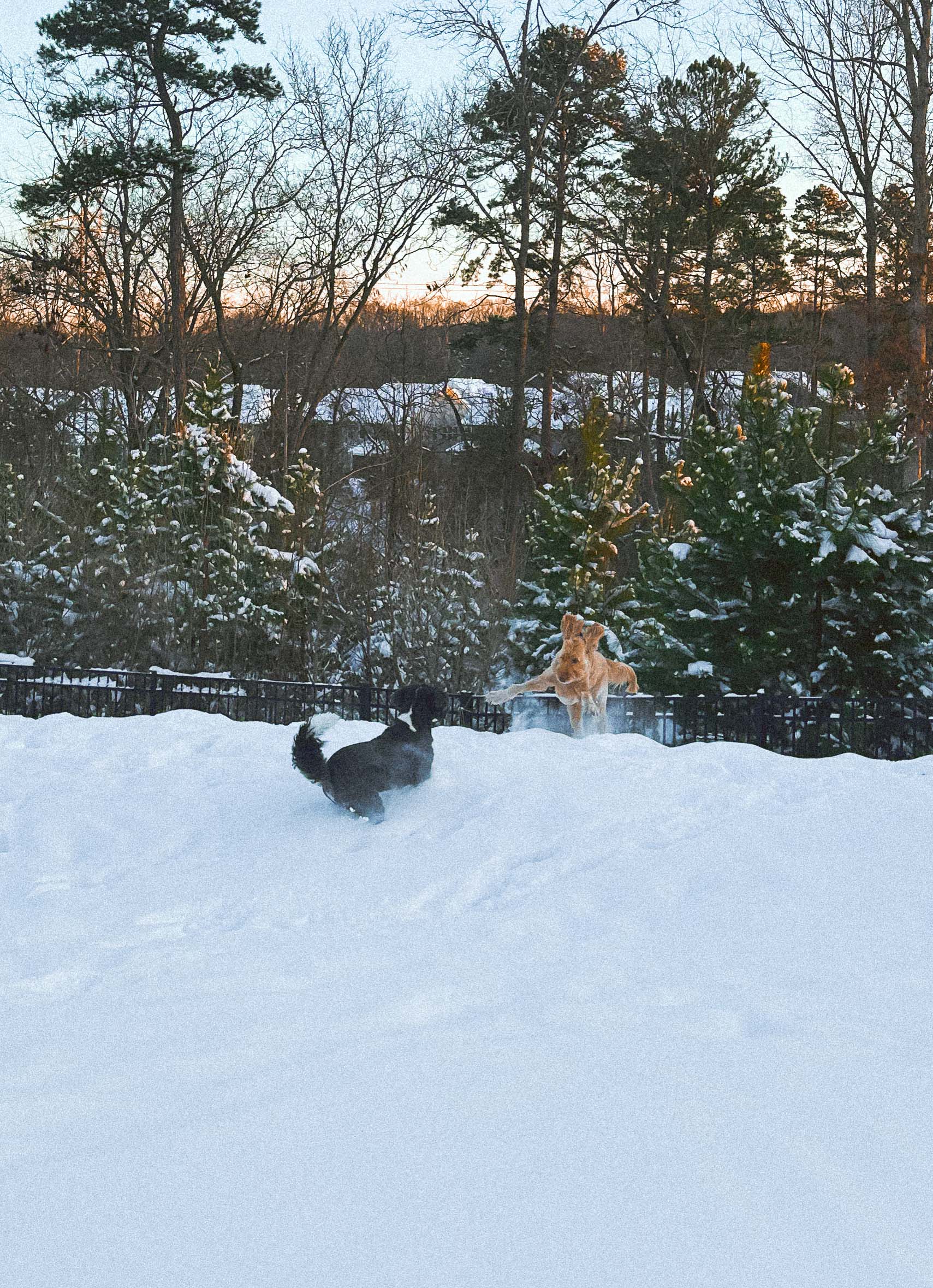 motherhood recap blog, lifestyle, mom life, toddler mom, south carolina, fort mill, swiss cheese, sherry chicken, healthy food, poppyseed kitchen, swim lessons, dinner ideas, motherhood, pregnancy, maternity, sourdough, birthday, cake, birds, food, snacks, snow day, snowing, tea, life