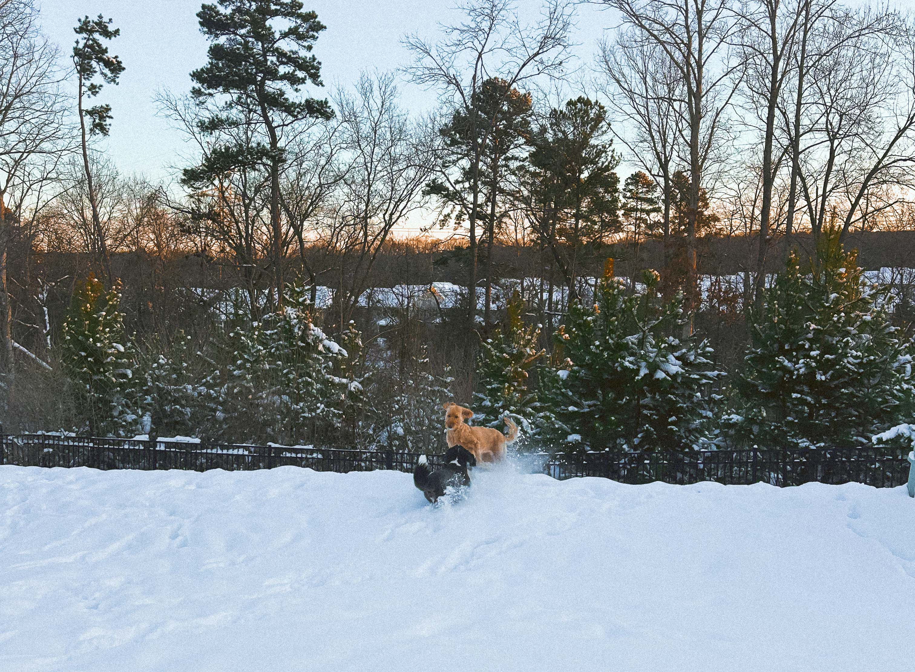 motherhood recap blog, lifestyle, mom life, toddler mom, south carolina, fort mill, swiss cheese, sherry chicken, healthy food, poppyseed kitchen, swim lessons, dinner ideas, motherhood, pregnancy, maternity, sourdough, birthday, cake, birds, food, snacks, snow day, snowing, tea, life