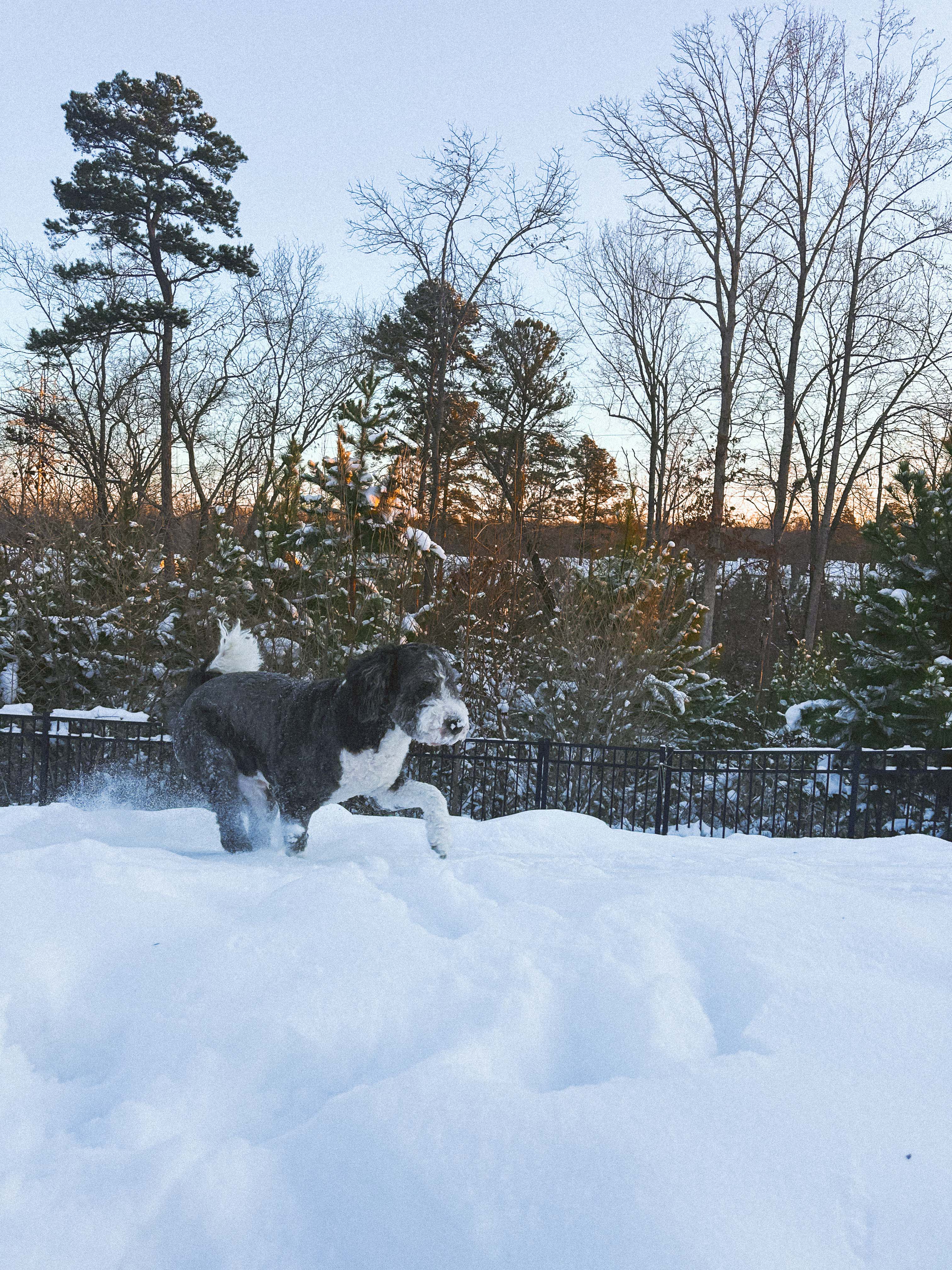 motherhood recap blog, lifestyle, mom life, toddler mom, south carolina, fort mill, swiss cheese, sherry chicken, healthy food, poppyseed kitchen, swim lessons, dinner ideas, motherhood, pregnancy, maternity, sourdough, birthday, cake, birds, food, snacks, snow day, snowing, tea, life