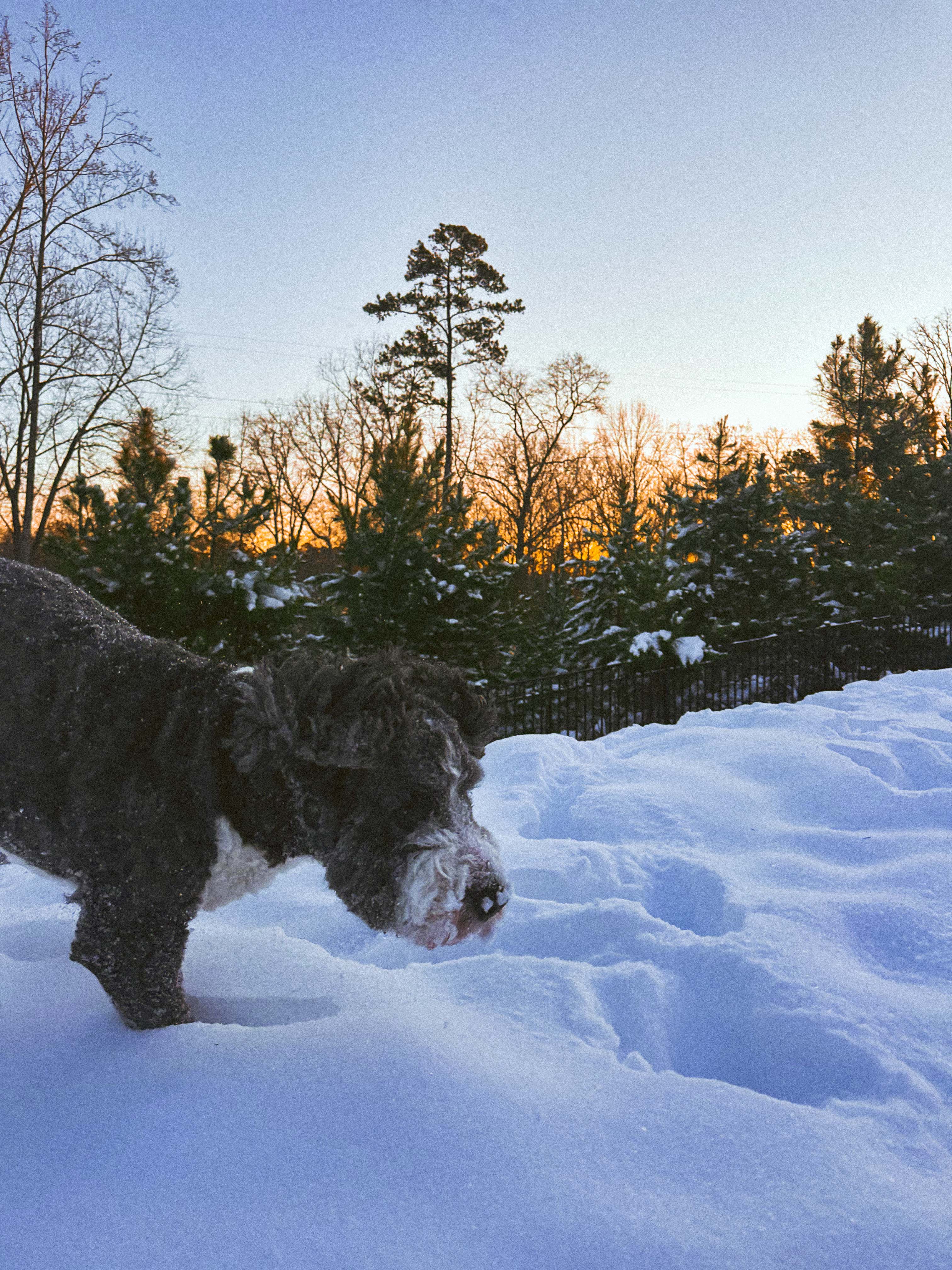 motherhood recap blog, lifestyle, mom life, toddler mom, south carolina, fort mill, swiss cheese, sherry chicken, healthy food, poppyseed kitchen, swim lessons, dinner ideas, motherhood, pregnancy, maternity, sourdough, birthday, cake, birds, food, snacks, snow day, snowing, tea, life