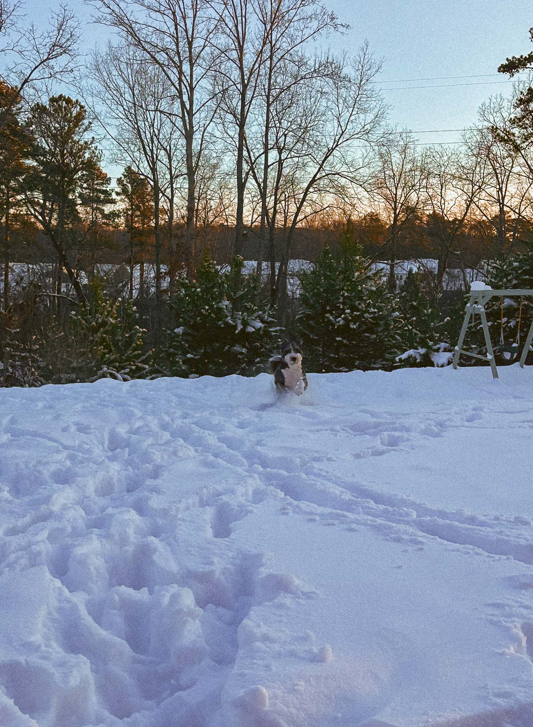 motherhood recap blog, lifestyle, mom life, toddler mom, south carolina, fort mill, swiss cheese, sherry chicken, healthy food, poppyseed kitchen, swim lessons, dinner ideas, motherhood, pregnancy, maternity, sourdough, birthday, cake, birds, food, snacks, snow day, snowing, tea, life