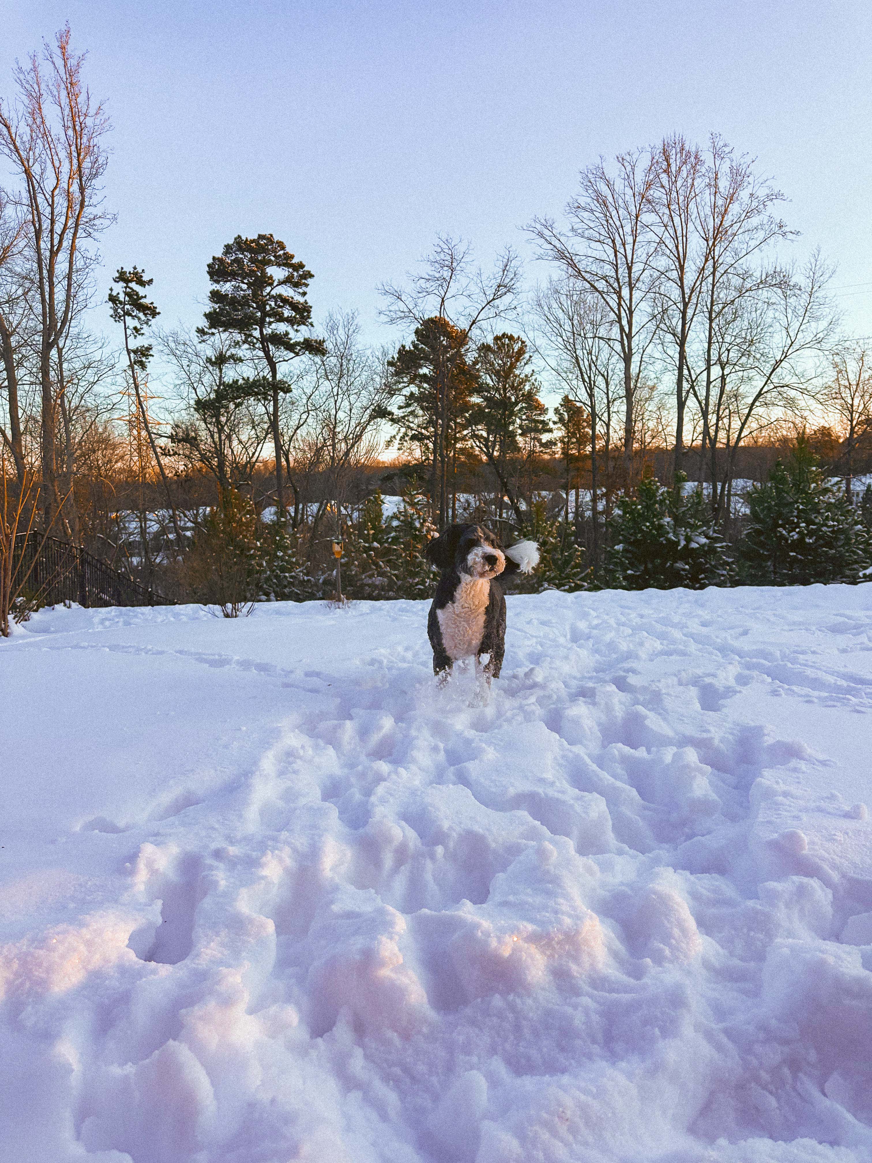 motherhood recap blog, lifestyle, mom life, toddler mom, south carolina, fort mill, swiss cheese, sherry chicken, healthy food, poppyseed kitchen, swim lessons, dinner ideas, motherhood, pregnancy, maternity, sourdough, birthday, cake, birds, food, snacks, snow day, snowing, tea, life