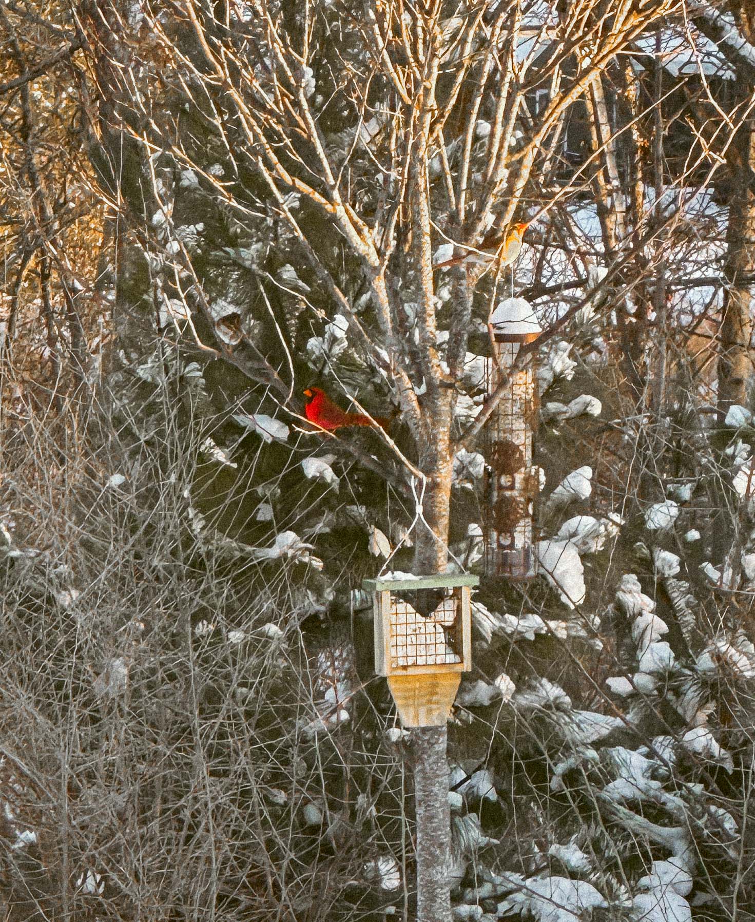 motherhood recap blog, lifestyle, mom life, toddler mom, south carolina, fort mill, swiss cheese, sherry chicken, healthy food, poppyseed kitchen, swim lessons, dinner ideas, motherhood, pregnancy, maternity, sourdough, birthday, cake, birds, food, snacks, snow day, snowing, tea, life