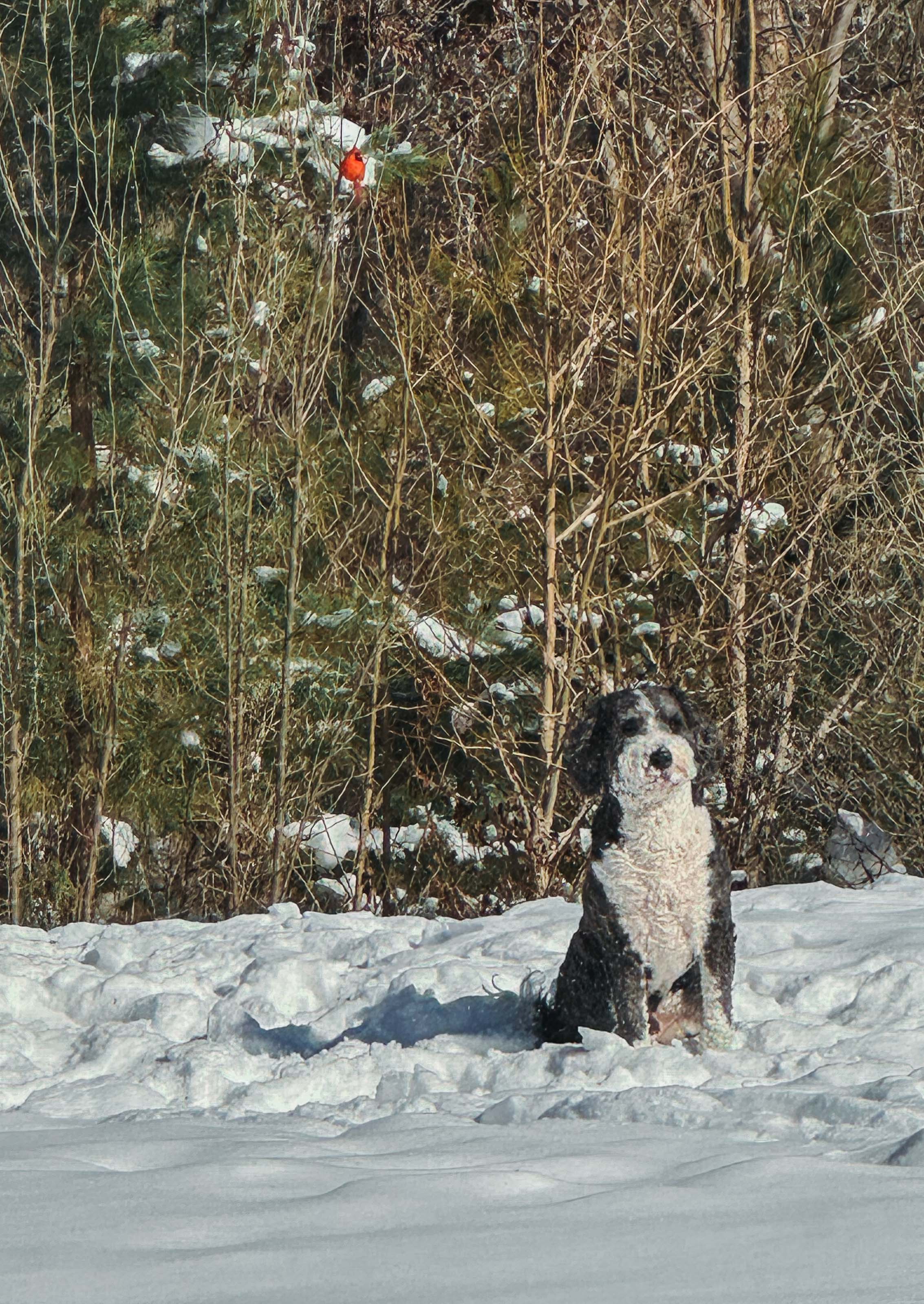 motherhood recap blog, lifestyle, mom life, toddler mom, south carolina, fort mill, swiss cheese, sherry chicken, healthy food, poppyseed kitchen, swim lessons, dinner ideas, motherhood, pregnancy, maternity, sourdough, birthday, cake, birds, food, snacks, snow day, snowing, tea, life