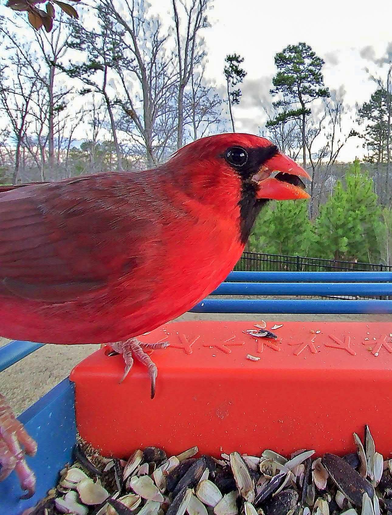 lifestyle blog, simply taralynn, bird buddy, toddler mom, newborn, mom blog, day in the life, food, recipes, newborn, boy mom, coffee, fort mill, sourdough, life, bush n vine, farms, york sc, coffee shops, rock hill, charlotte, mommy blogger, spring, healthy food