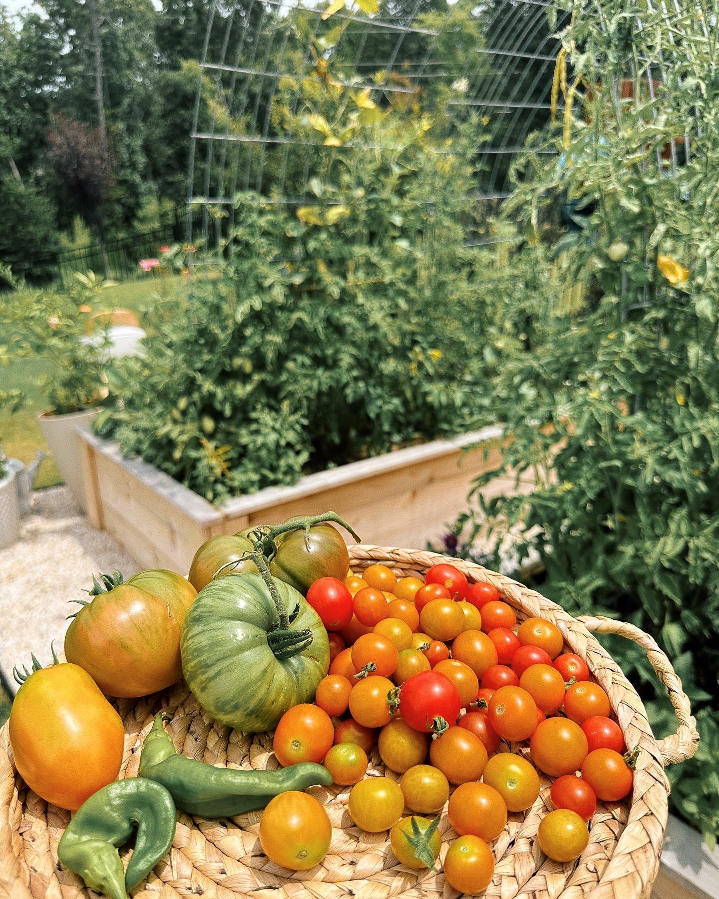 salsa recipe, tomatoes, salsa, peach, black bean, sweet, onions, healthy recipe, vegan, gluten free, vegetarian, farm fresh, farm to table, easy garden recipes, peppers, onions, garlic