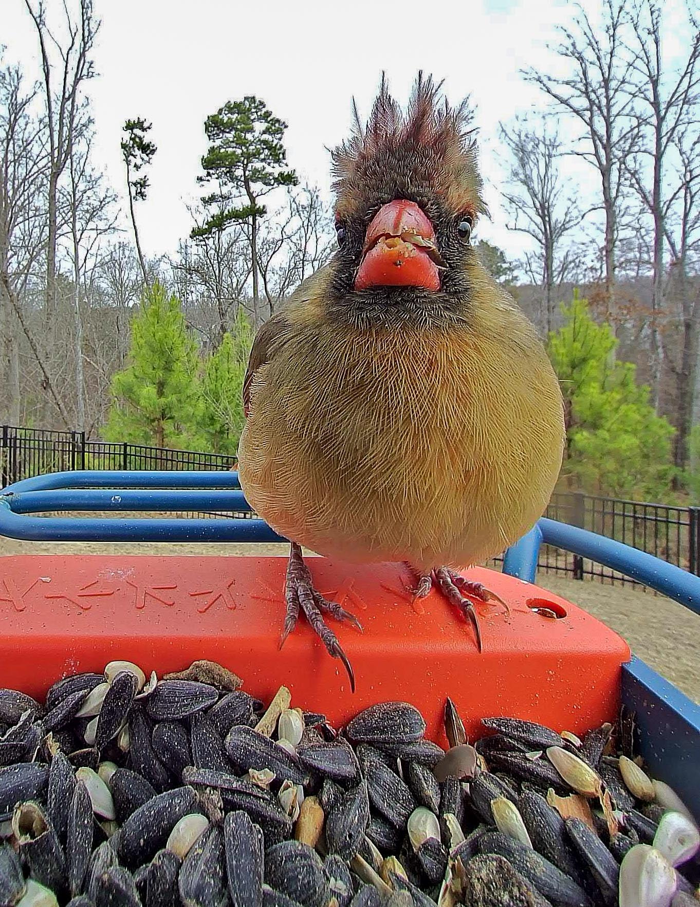 lifestyle blog, simply taralynn, bird buddy, toddler mom, newborn, mom blog, day in the life, food, recipes, newborn, boy mom, coffee, fort mill, sourdough, life, bush n vine, farms, york sc, coffee shops, rock hill, charlotte, mommy blogger, spring, healthy food