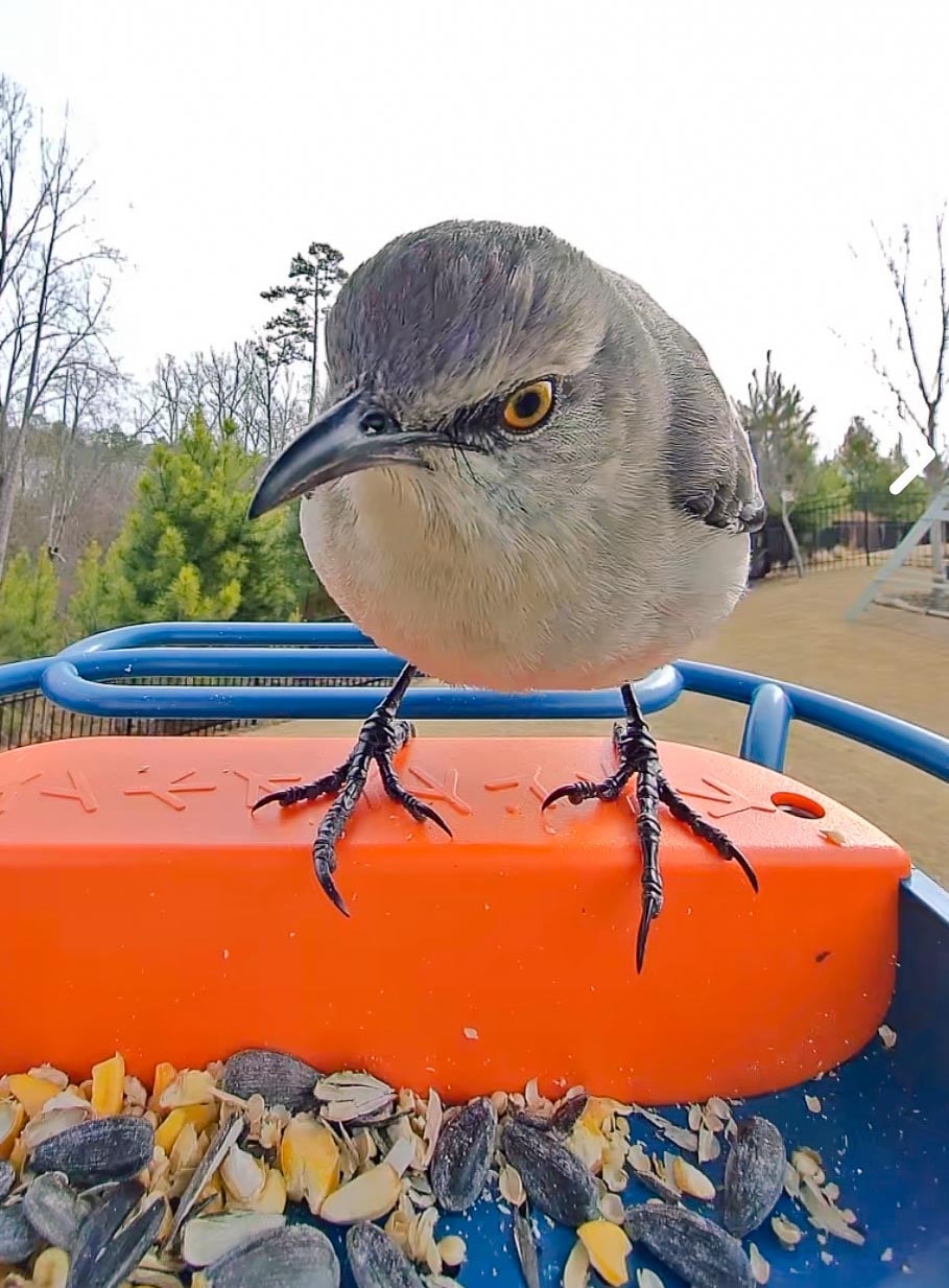 lifestyle blog, simply taralynn, bird buddy, toddler mom, newborn, mom blog, day in the life, food, recipes, newborn, boy mom, coffee, fort mill, sourdough, life, bush n vine, farms, york sc, coffee shops, rock hill, charlotte, mommy blogger, spring, healthy food