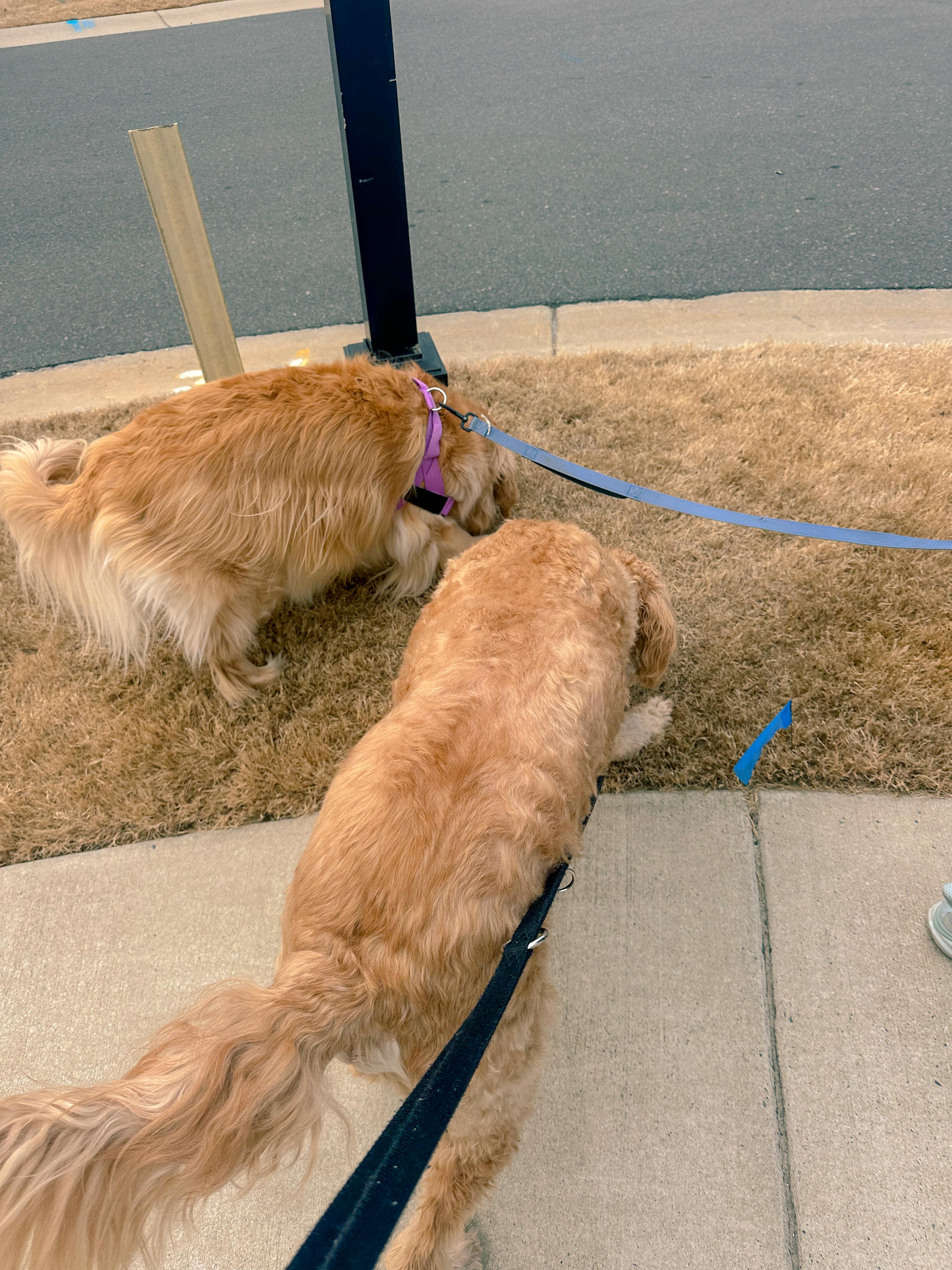 lifestyle blog, simply taralynn, bird buddy, toddler mom, newborn, mom blog, day in the life, food, recipes, newborn, boy mom, coffee, fort mill, sourdough, life, bush n vine, farms, york sc, coffee shops, rock hill, charlotte, mommy blogger, spring, healthy food