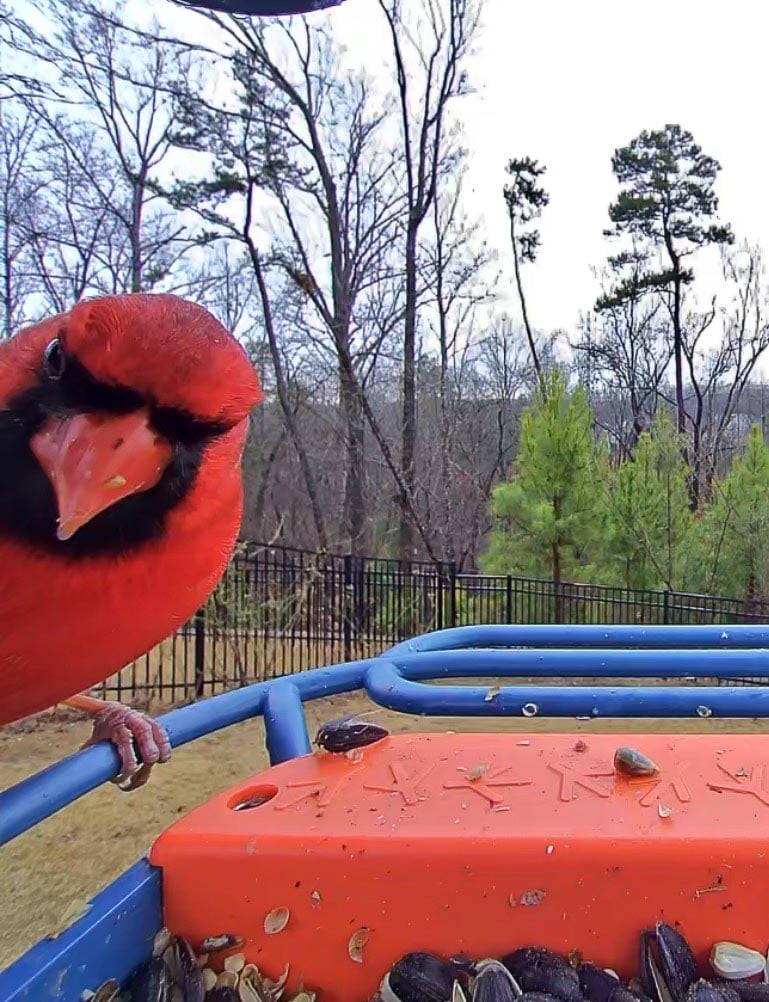 lifestyle blog, simply taralynn, bird buddy, toddler mom, newborn, mom blog, day in the life, food, recipes, newborn, boy mom, coffee, fort mill, sourdough, life, bush n vine, farms, york sc, coffee shops, rock hill, charlotte, mommy blogger, spring, healthy food