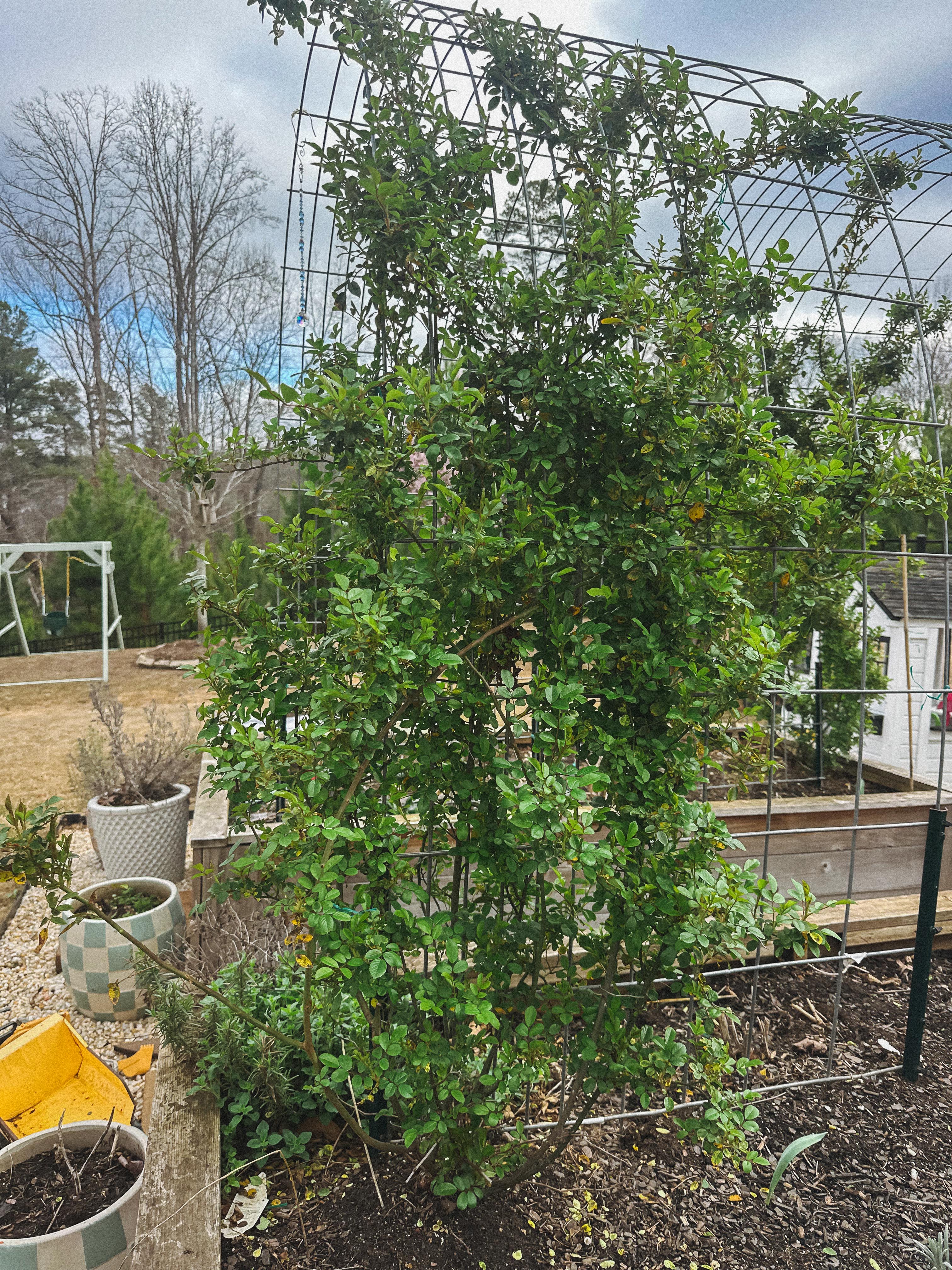 lifestyle blog, simply taralynn, bird buddy, toddler mom, newborn, mom blog, day in the life, food, recipes, newborn, boy mom, coffee, fort mill, sourdough, life, bush n vine, farms, york sc, coffee shops, rock hill, charlotte, mommy blogger, spring, healthy food