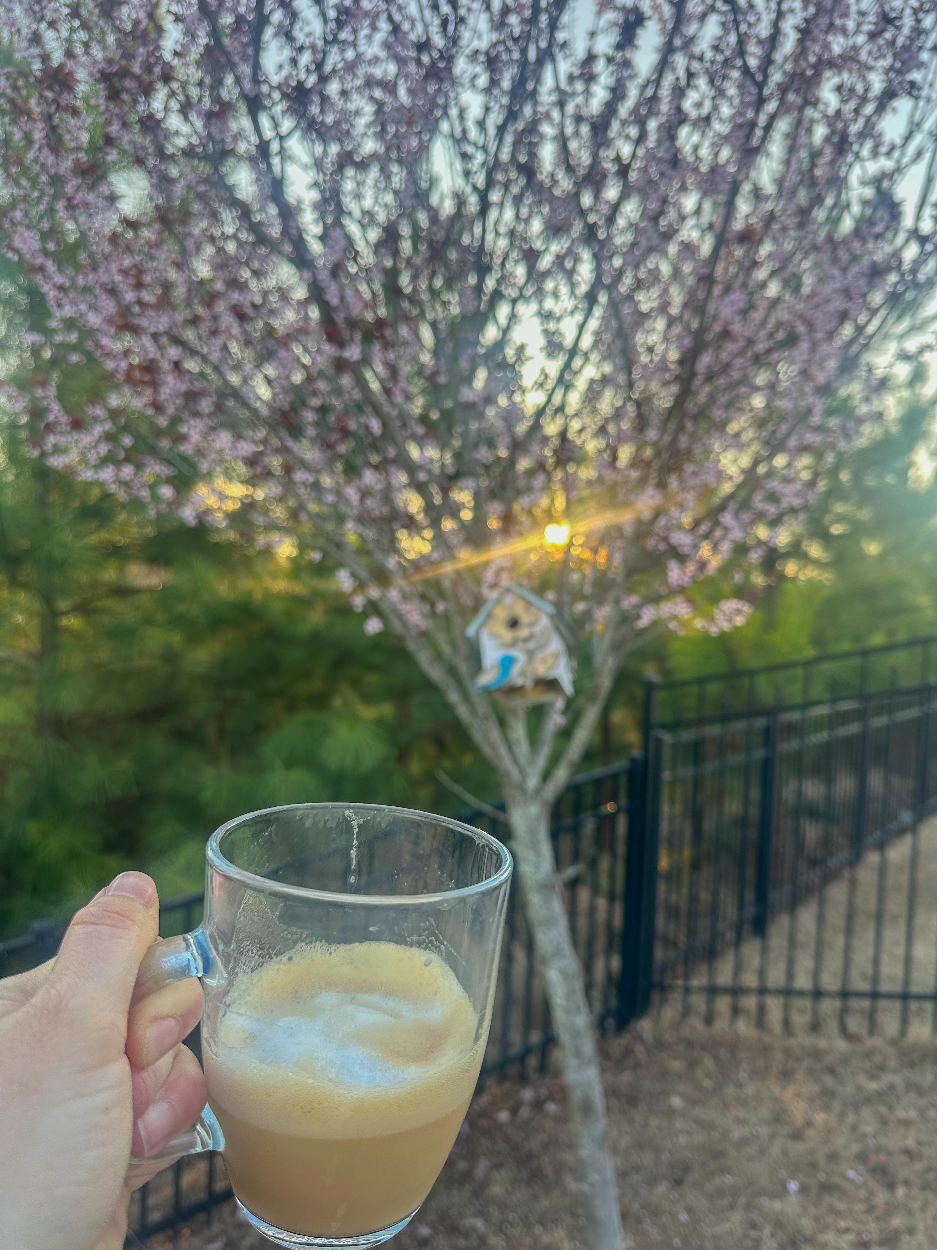 lifestyle blog, simply taralynn, bird buddy, toddler mom, newborn, mom blog, day in the life, food, recipes, newborn, boy mom, coffee, fort mill, sourdough, life, bush n vine, farms, york sc, coffee shops, rock hill, charlotte, mommy blogger, spring, healthy food