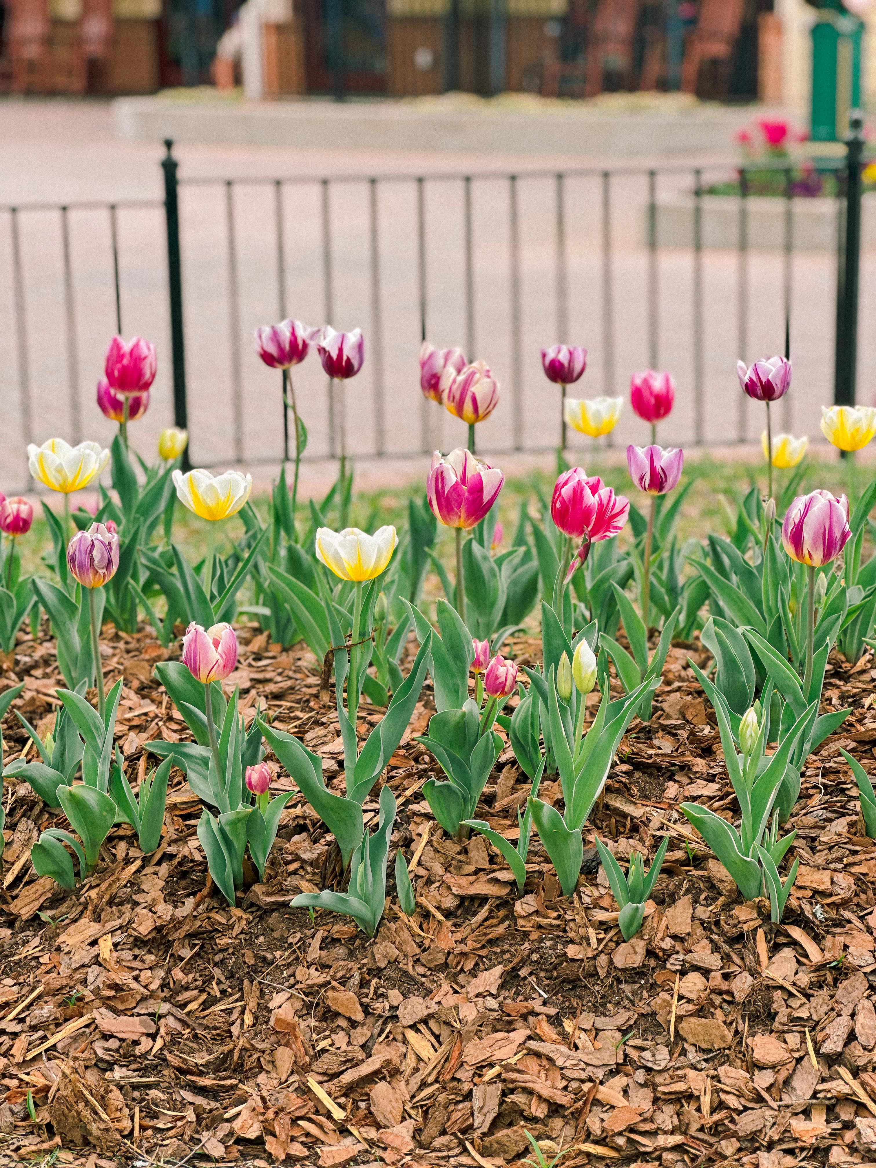 lifestyle blog, simply taralynn, bird buddy, toddler mom, newborn, mom blog, day in the life, food, recipes, newborn, boy mom, coffee, fort mill, sourdough, life, bush n vine, farms, york sc, coffee shops, rock hill, charlotte, mommy blogger, spring, healthy food, carowinds, spring, church