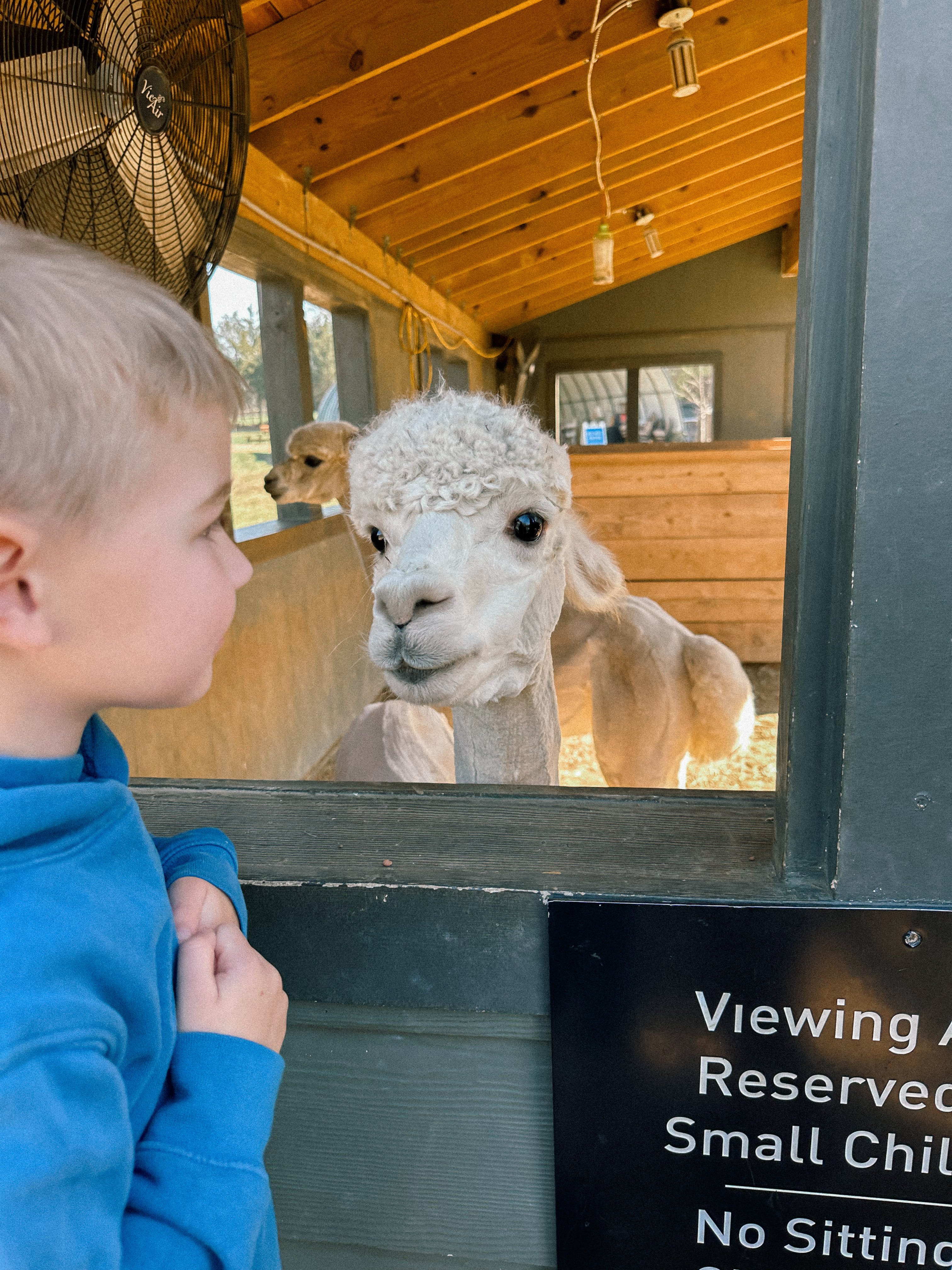 weekly recap, motherhood blog, lifestyle, charlotte, soccer mom, healthy food, lifestyle, dinner for family, postpartum, newborn, boy mom, fort mill, easter, bush n vine, york, anne springs, spring break, motherhood lifestyle blogger, carowinds, healthy dinner ideas, chalk, boy mom, walking, life with toddlers, church, home, baking, gardening, rock hill, spring, coffee, parks