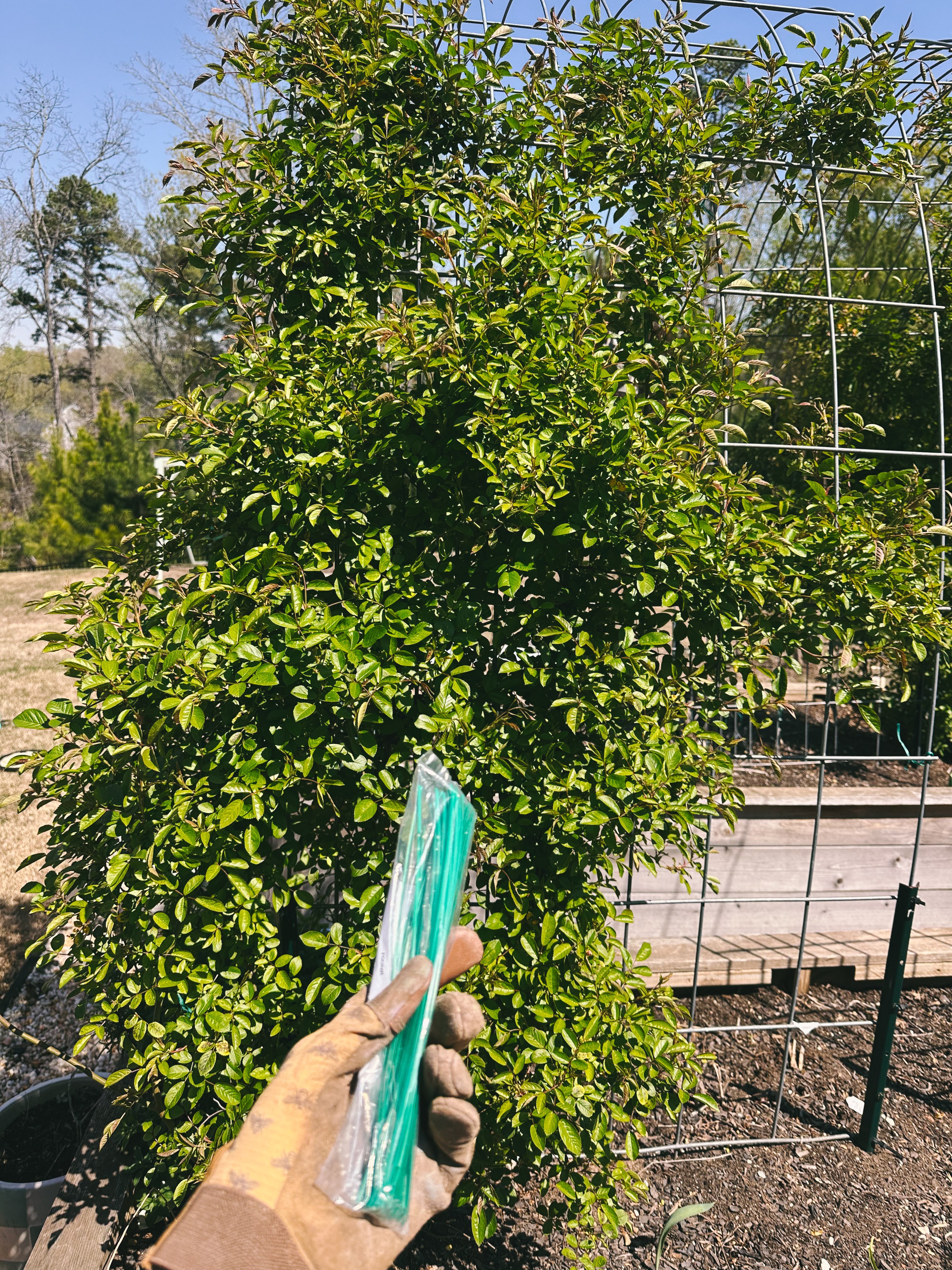 weekly recap, motherhood blog, lifestyle, charlotte, soccer mom, healthy food, lifestyle, dinner for family, postpartum, newborn, boy mom, fort mill, easter, bush n vine, york, anne springs, spring break, motherhood lifestyle blogger, carowinds, healthy dinner ideas, chalk, boy mom, walking, life with toddlers, church, home, baking, gardening, rock hill, spring, coffee, parks