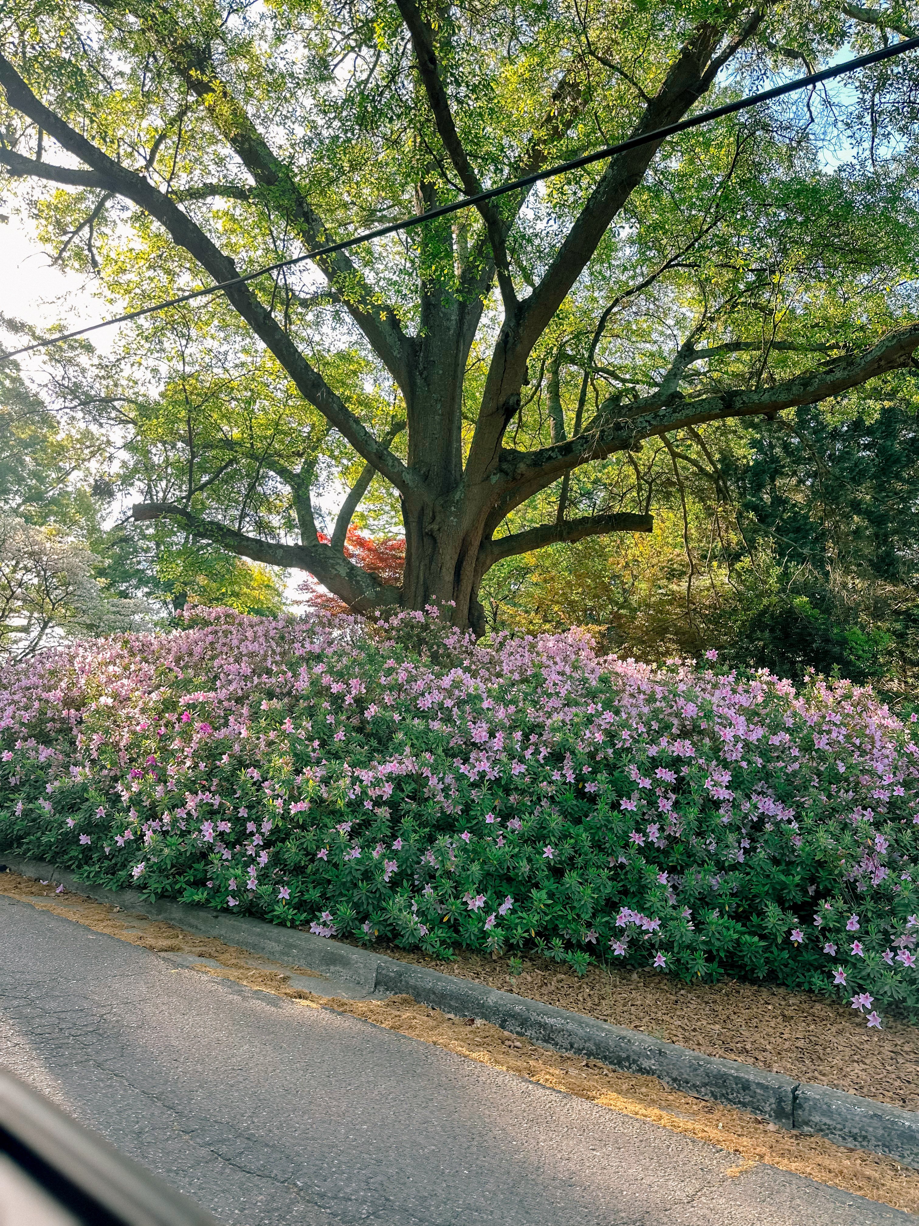 weekly recap, motherhood blog, lifestyle, charlotte, soccer mom, healthy food, lifestyle, dinner for family, postpartum, newborn, boy mom, fort mill, easter, bush n vine, york, anne springs, spring break, motherhood lifestyle blogger, carowinds, healthy dinner ideas, chalk, boy mom, walking, life with toddlers, church, home, baking, gardening, rock hill, spring, coffee, parks