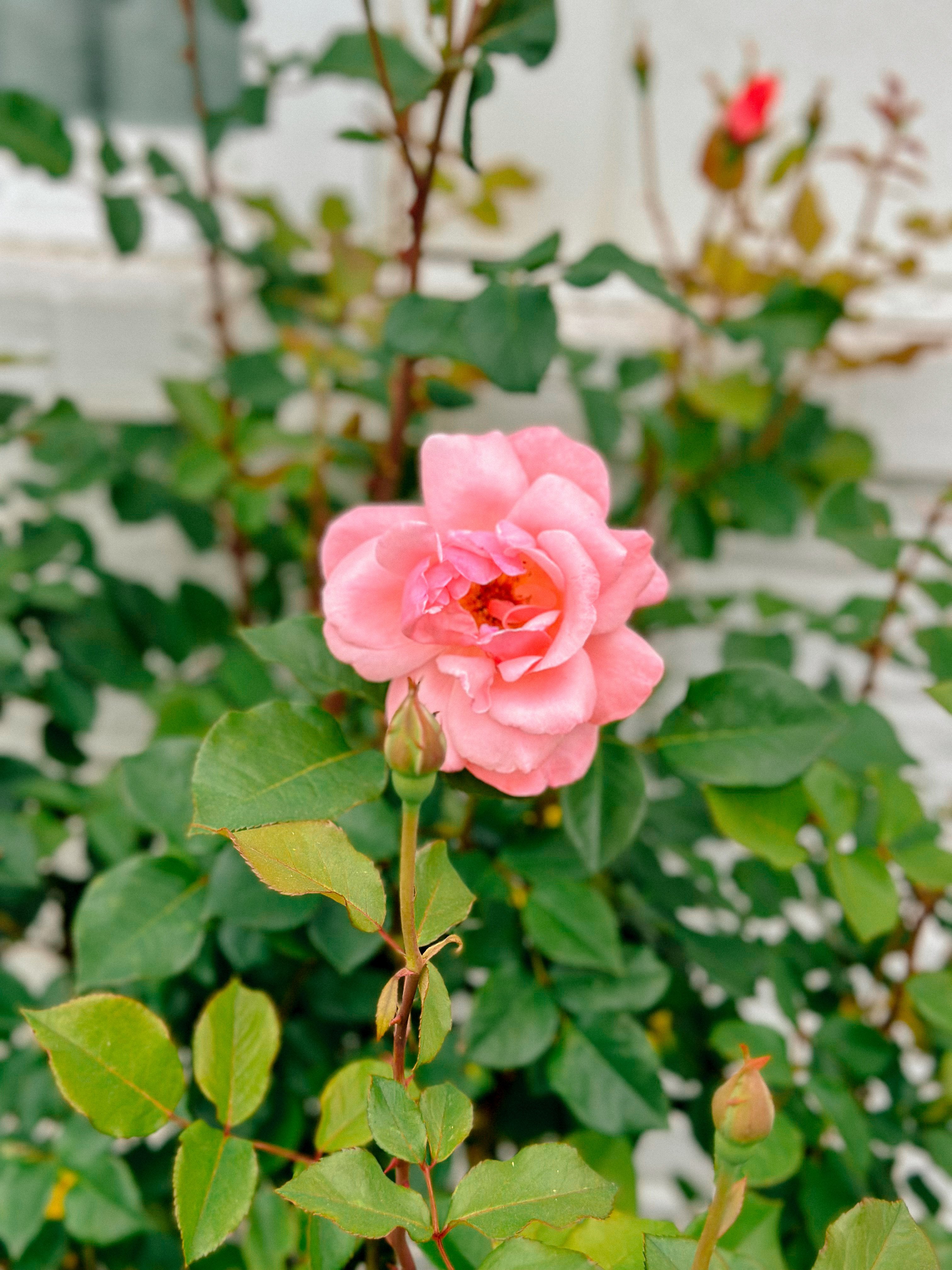 weekly recap, motherhood blog, lifestyle, charlotte, soccer mom, healthy food, lifestyle, dinner for family, postpartum, newborn, boy mom, fort mill, easter, bush n vine, york, anne springs, spring break, motherhood lifestyle blogger, carowinds, healthy dinner ideas, chalk, boy mom, walking, life with toddlers, church, home, baking, gardening, rock hill, spring, coffee, parks