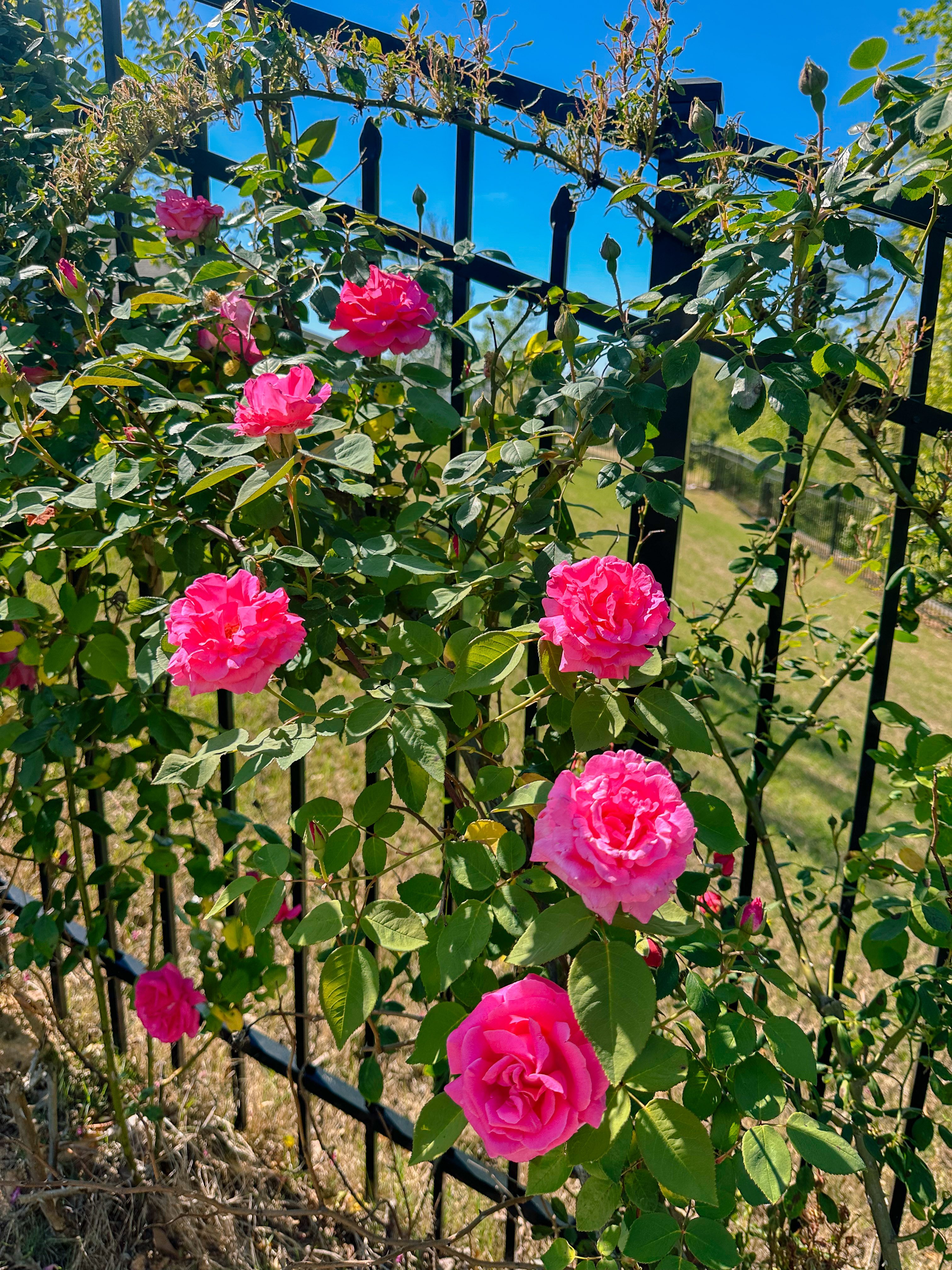 weekly recap, motherhood blog, lifestyle, charlotte, soccer mom, healthy food, lifestyle, dinner for family, postpartum, newborn, boy mom, fort mill, easter, bush n vine, york, anne springs, spring break, motherhood lifestyle blogger, carowinds, healthy dinner ideas, chalk, boy mom, walking, life with toddlers, church, home, baking, gardening, rock hill, spring, coffee, parks