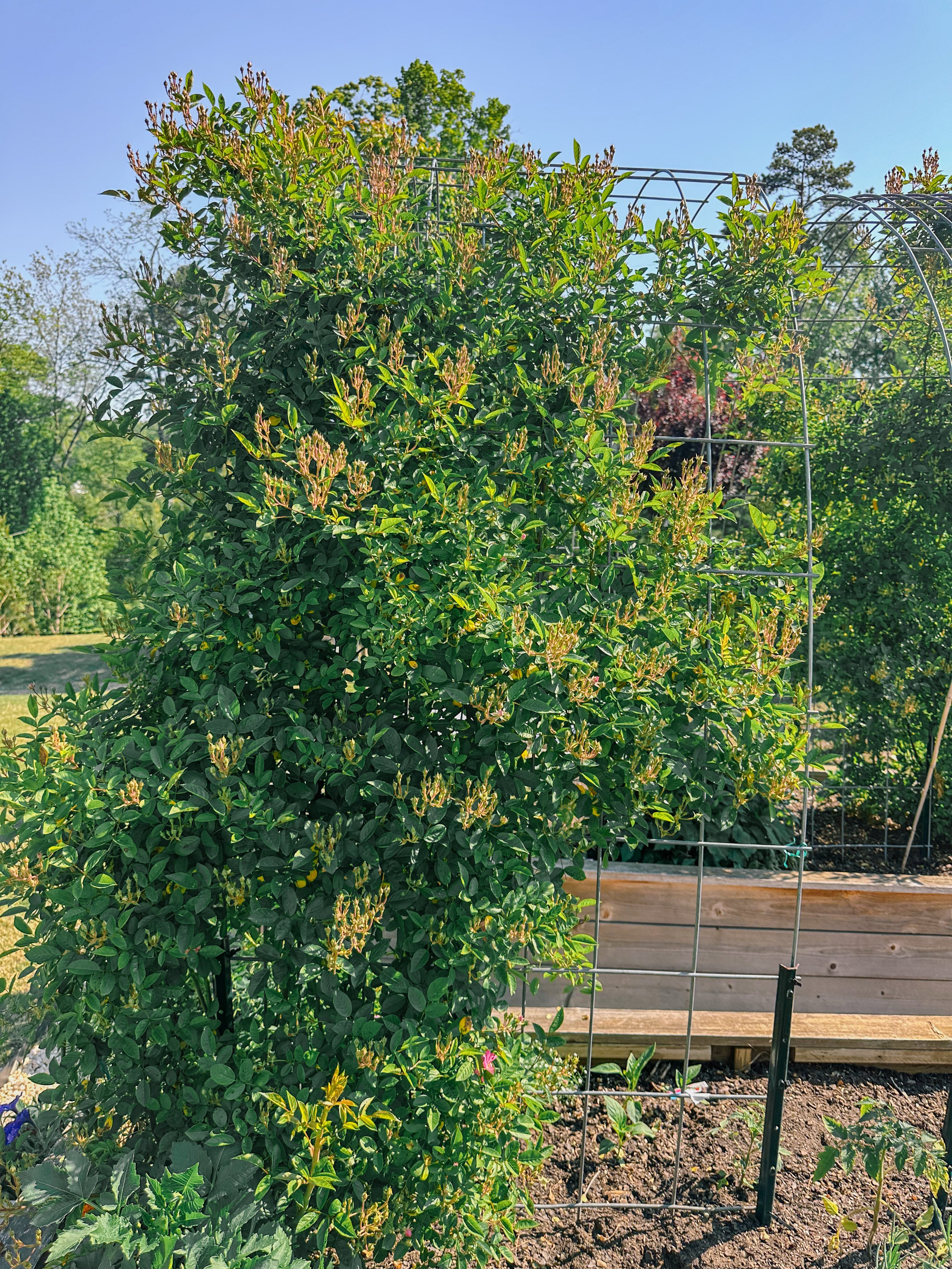 weekly recap, motherhood blog, lifestyle, charlotte, soccer mom, healthy food, lifestyle, dinner for family, postpartum, newborn, boy mom, fort mill, easter, bush n vine, york, anne springs, spring break, motherhood lifestyle blogger, carowinds, healthy dinner ideas, chalk, boy mom, walking, life with toddlers, church, home, baking, gardening, rock hill, spring, coffee, parks