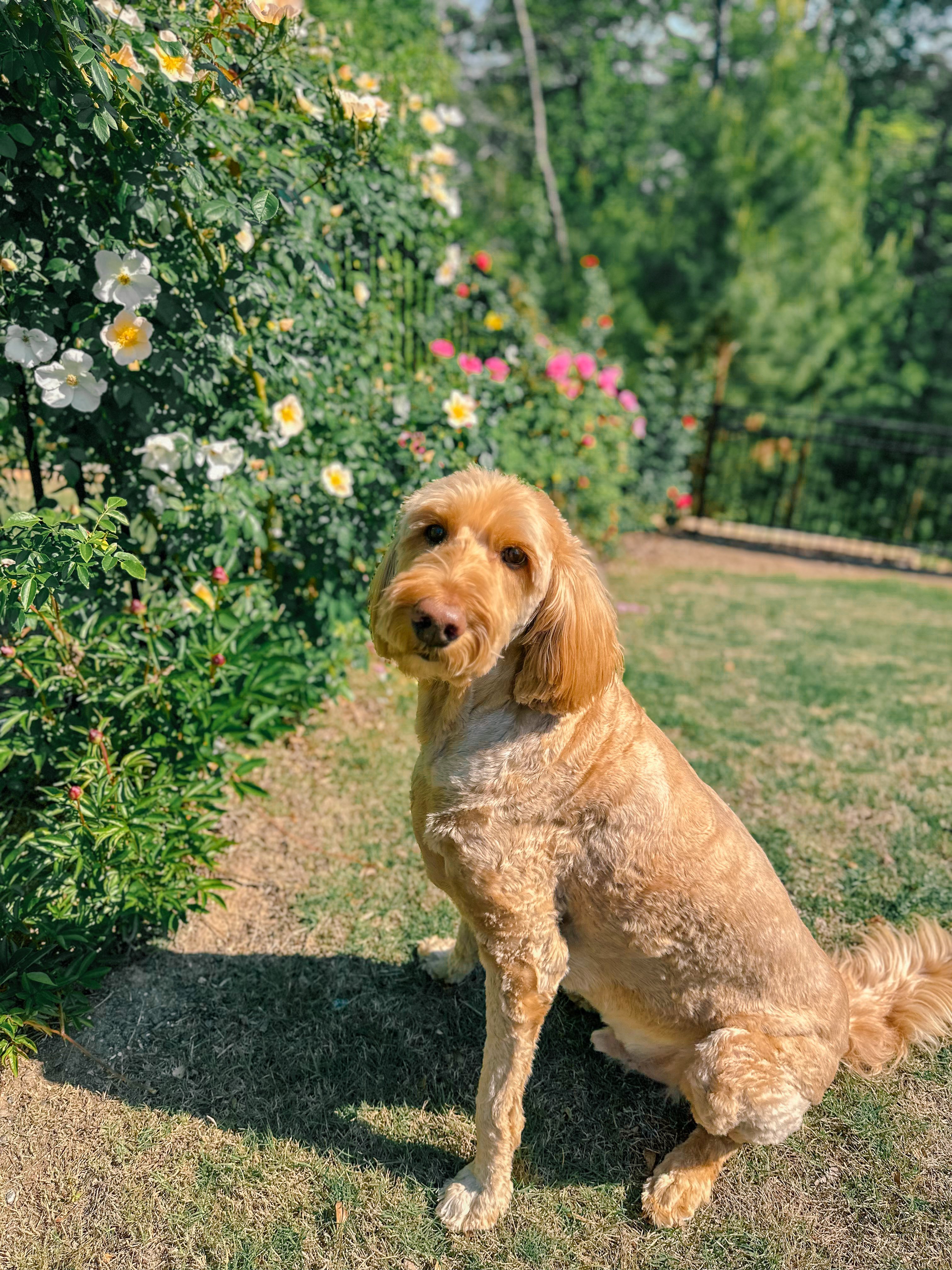 weekly recap, motherhood blog, lifestyle, charlotte, soccer mom, healthy food, lifestyle, dinner for family, postpartum, newborn, boy mom, fort mill, easter, bush n vine, york, anne springs, spring break, motherhood lifestyle blogger, carowinds, healthy dinner ideas, chalk, boy mom, walking, life with toddlers, church, home, baking, gardening, rock hill, spring, coffee, parks