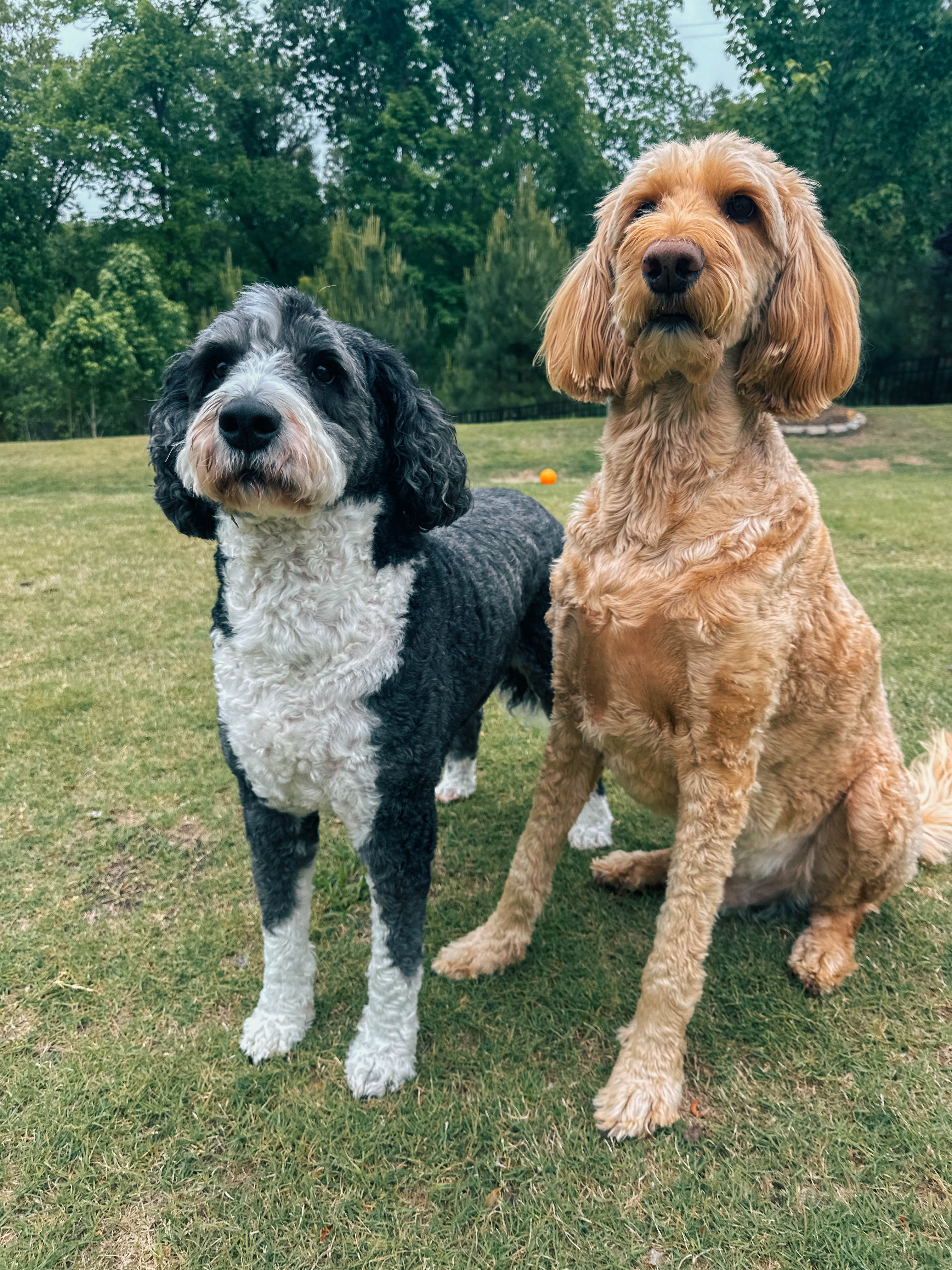 recap blog, weekly recap motherhood, lifestyle blogger, fort mill sc, charlotte nc, farms, ivy place, healthy family, in the south, soccer mom, coffee shops, toddler life, newborn, boy mom, pool, spring, flowers, garden, summer, fitness, recipes, flora coffee shop rock hill