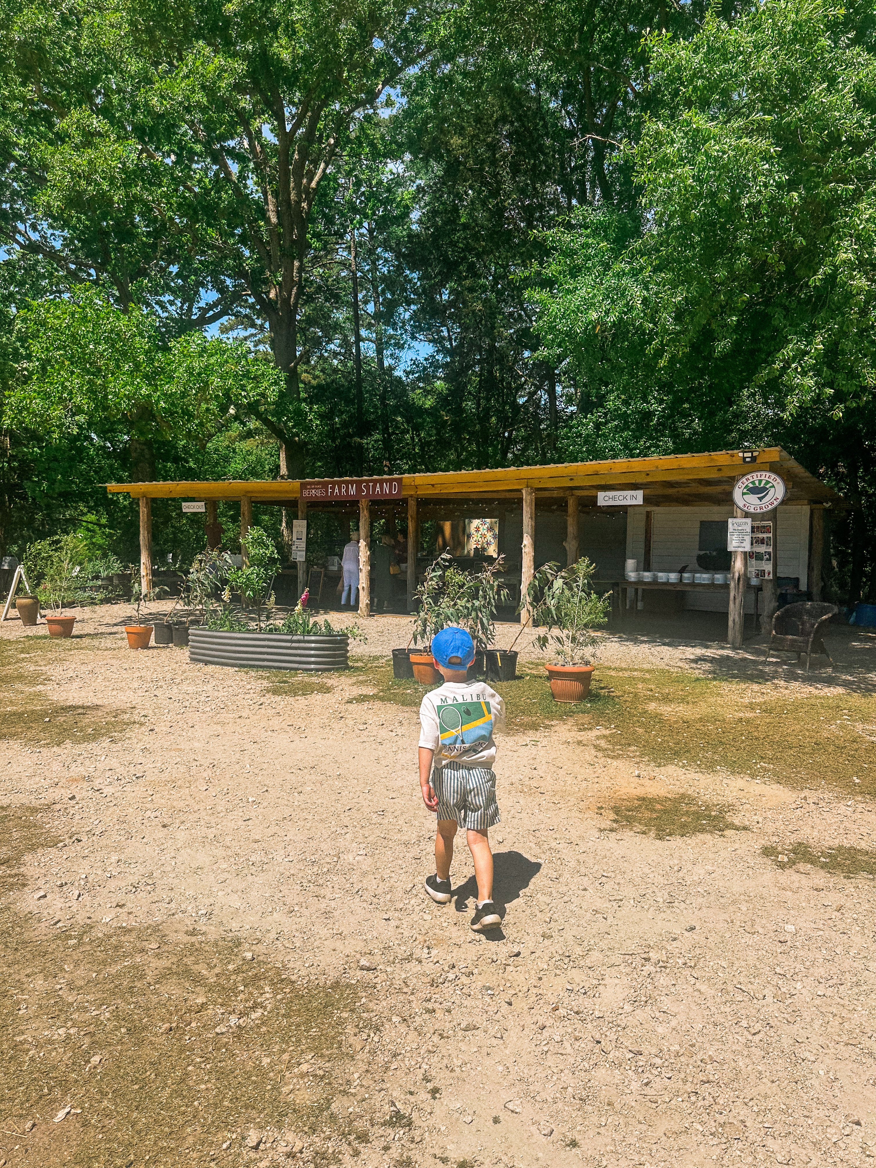 the ivy place, strawberry picking, south carolina farms, berry picking, lancaster, indian land, fort mill, blogger, mom blog, strawberry season, fruit, organic farms, charlotte, boy fashion, toddler clothes, farm life, strawberry picking season, best farms in south carolina