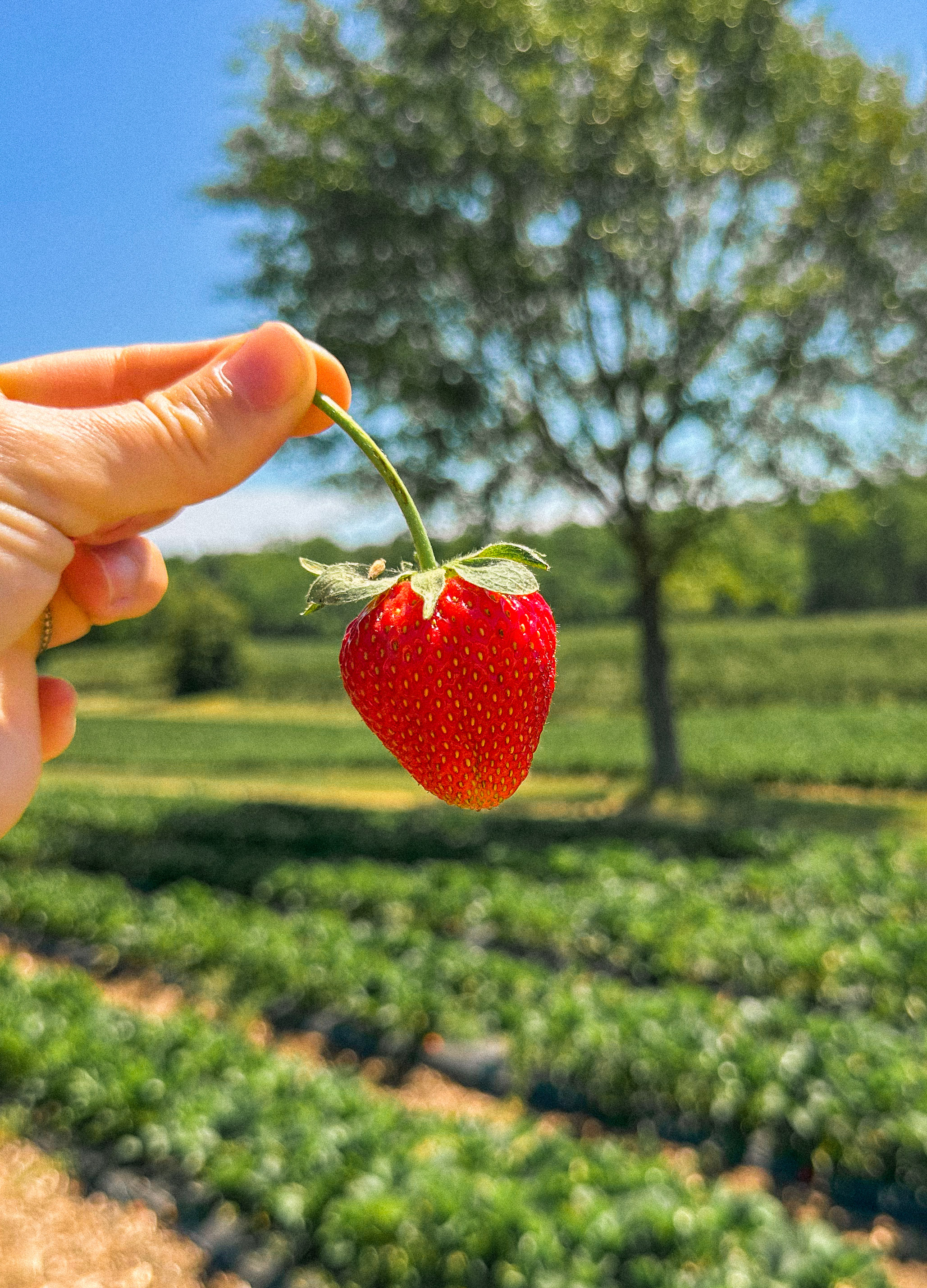the ivy place, strawberry picking, south carolina farms, berry picking, lancaster, indian land, fort mill, blogger, mom blog, strawberry season, fruit, organic farms, charlotte, boy fashion, toddler clothes, farm life, strawberry picking season, best farms in south carolina