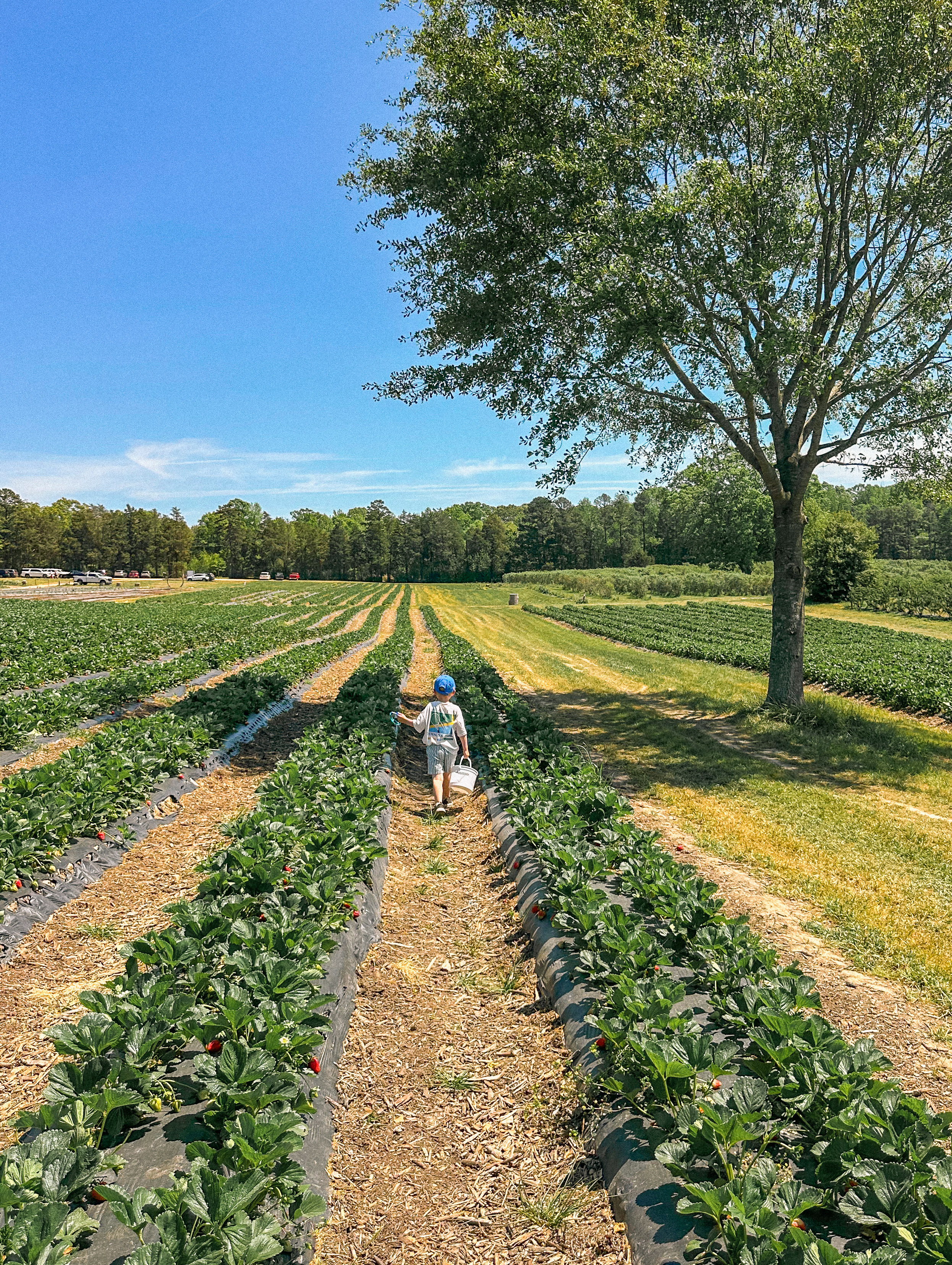 the ivy place, strawberry picking, south carolina farms, berry picking, lancaster, indian land, fort mill, blogger, mom blog, strawberry season, fruit, organic farms, charlotte, boy fashion, toddler clothes, farm life, strawberry picking season, best farms in south carolina