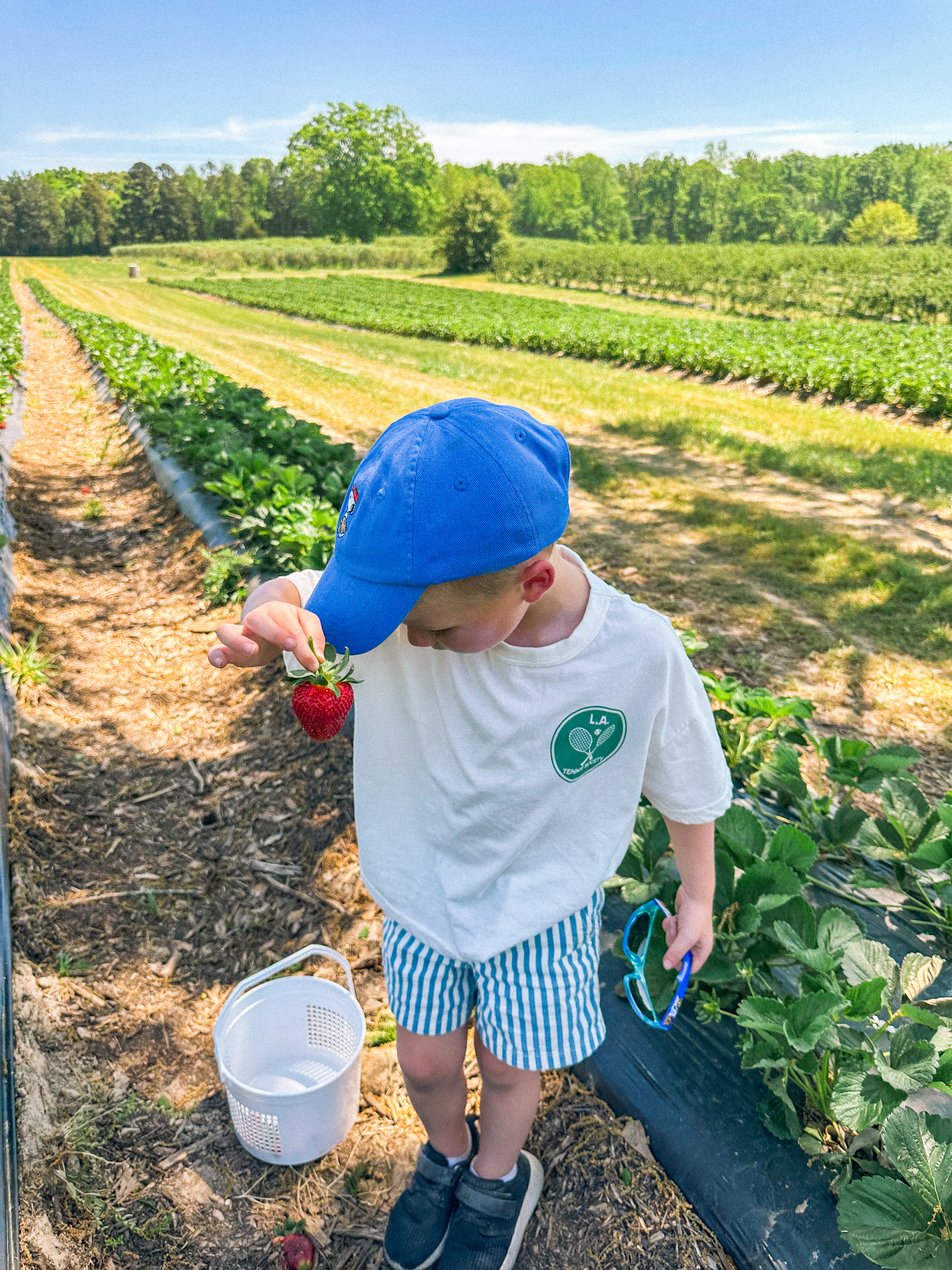 the ivy place, strawberry picking, south carolina farms, berry picking, lancaster, indian land, fort mill, blogger, mom blog, strawberry season, fruit, organic farms, charlotte, boy fashion, toddler clothes, farm life, strawberry picking season, best farms in south carolina