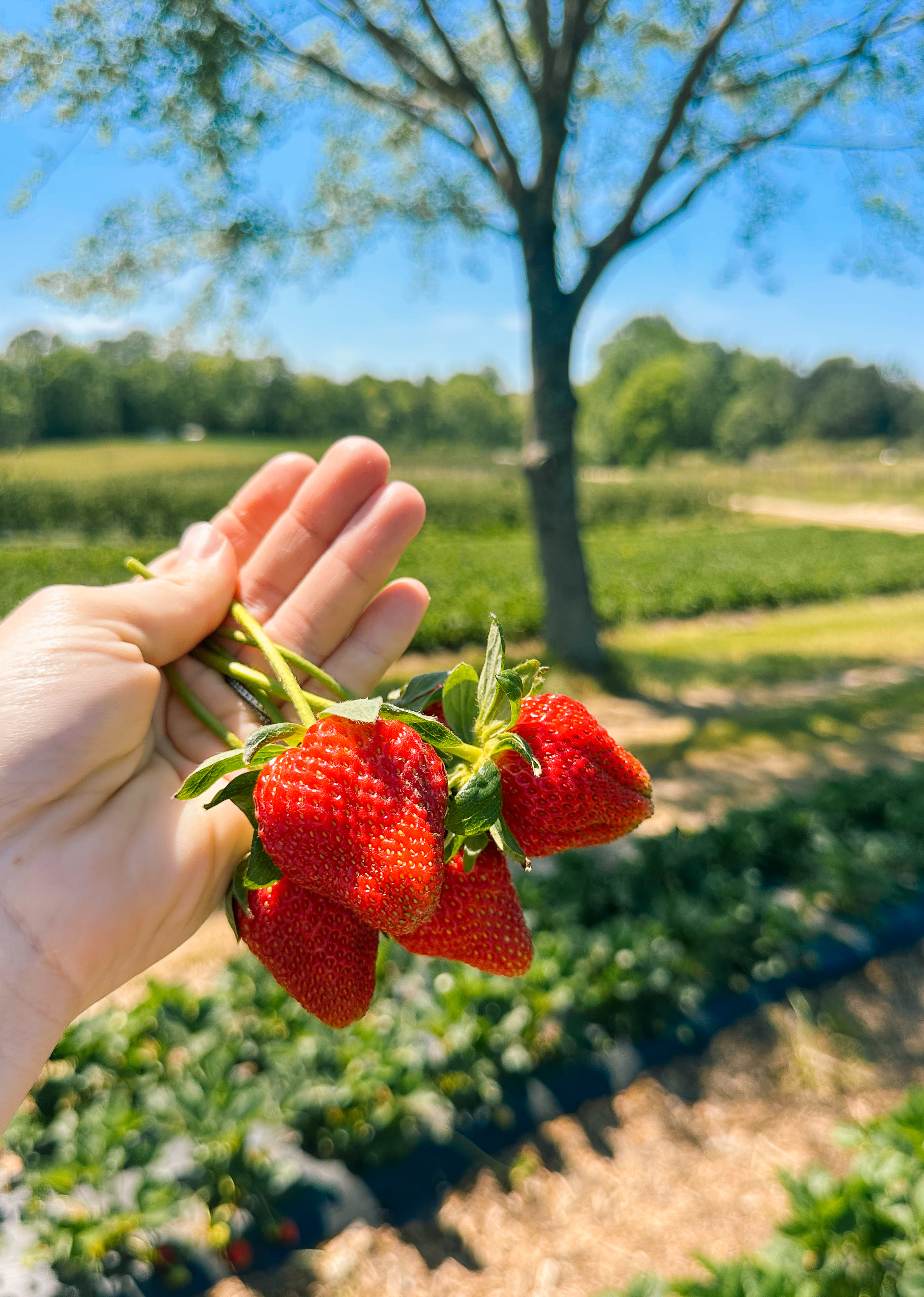 the ivy place, strawberry picking, south carolina farms, berry picking, lancaster, indian land, fort mill, blogger, mom blog, strawberry season, fruit, organic farms, charlotte, boy fashion, toddler clothes, farm life, strawberry picking season, best farms in south carolina