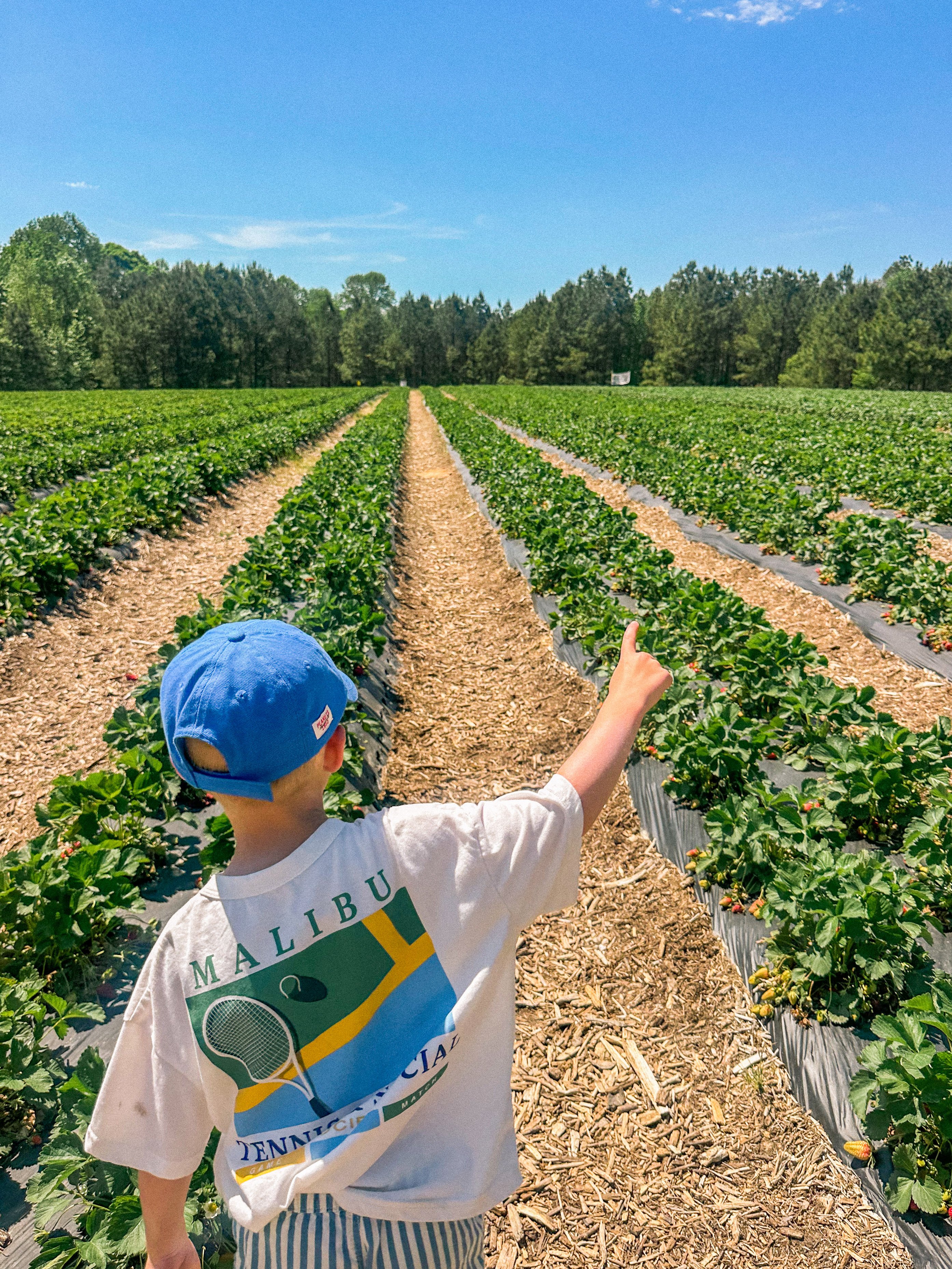 the ivy place, strawberry picking, south carolina farms, berry picking, lancaster, indian land, fort mill, blogger, mom blog, strawberry season, fruit, organic farms, charlotte, boy fashion, toddler clothes, farm life, strawberry picking season, best farms in south carolina
