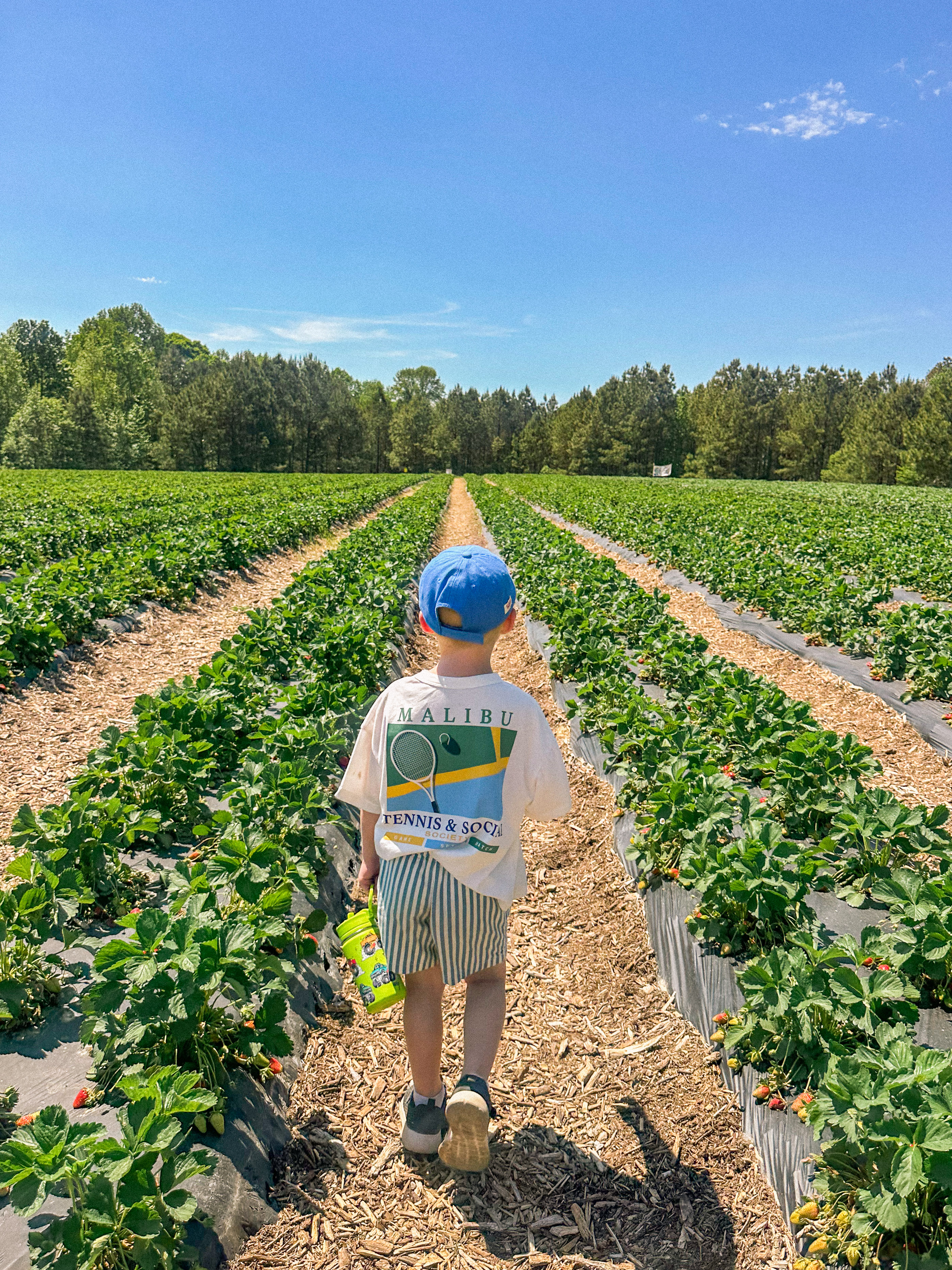 the ivy place, strawberry picking, south carolina farms, berry picking, lancaster, indian land, fort mill, blogger, mom blog, strawberry season, fruit, organic farms, charlotte, boy fashion, toddler clothes, farm life, strawberry picking season, best farms in south carolina