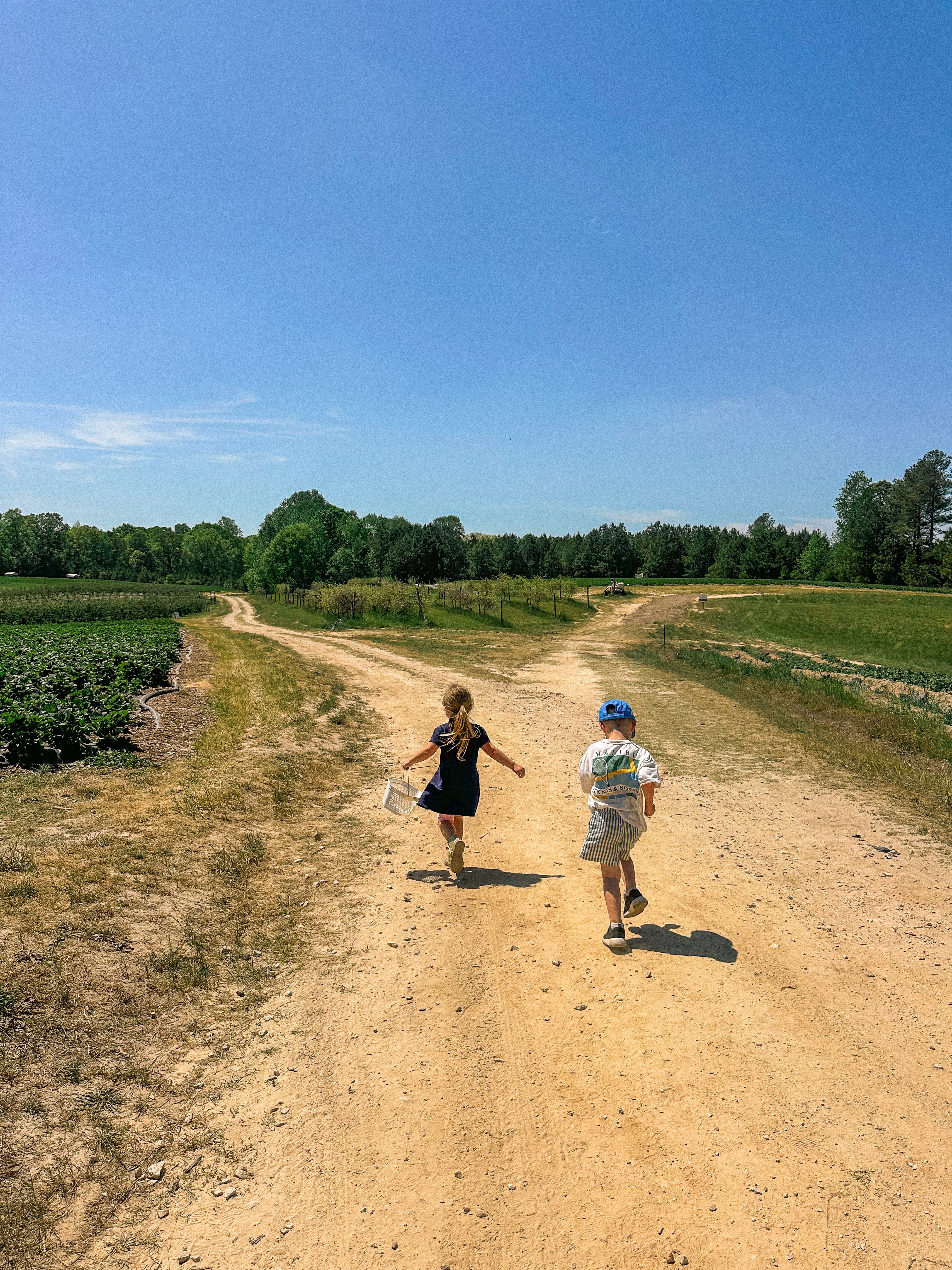 the ivy place, strawberry picking, south carolina farms, berry picking, lancaster, indian land, fort mill, blogger, mom blog, strawberry season, fruit, organic farms, charlotte, boy fashion, toddler clothes, farm life, strawberry picking season, best farms in south carolina