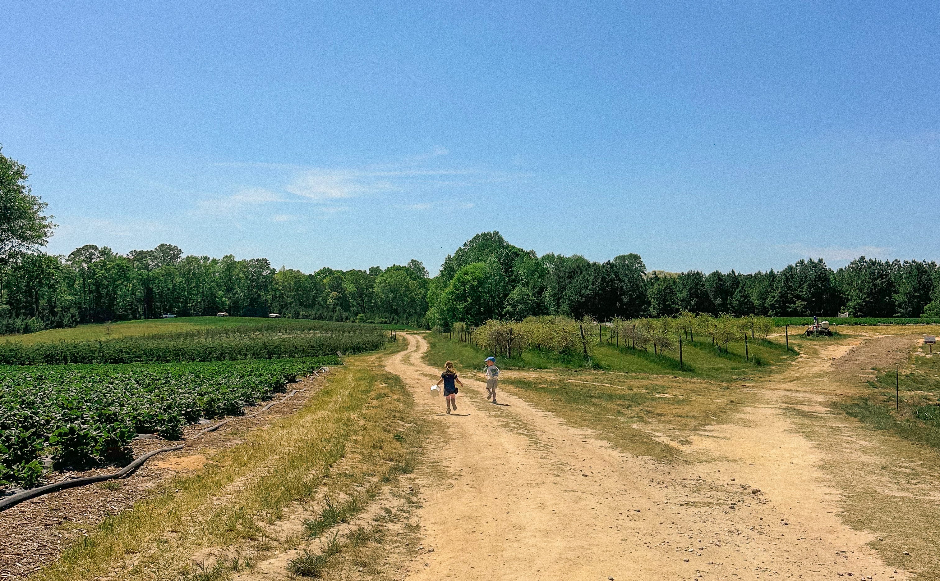 the ivy place, strawberry picking, south carolina farms, berry picking, lancaster, indian land, fort mill, blogger, mom blog, strawberry season, fruit, organic farms, charlotte, boy fashion, toddler clothes, farm life, strawberry picking season, best farms in south carolina