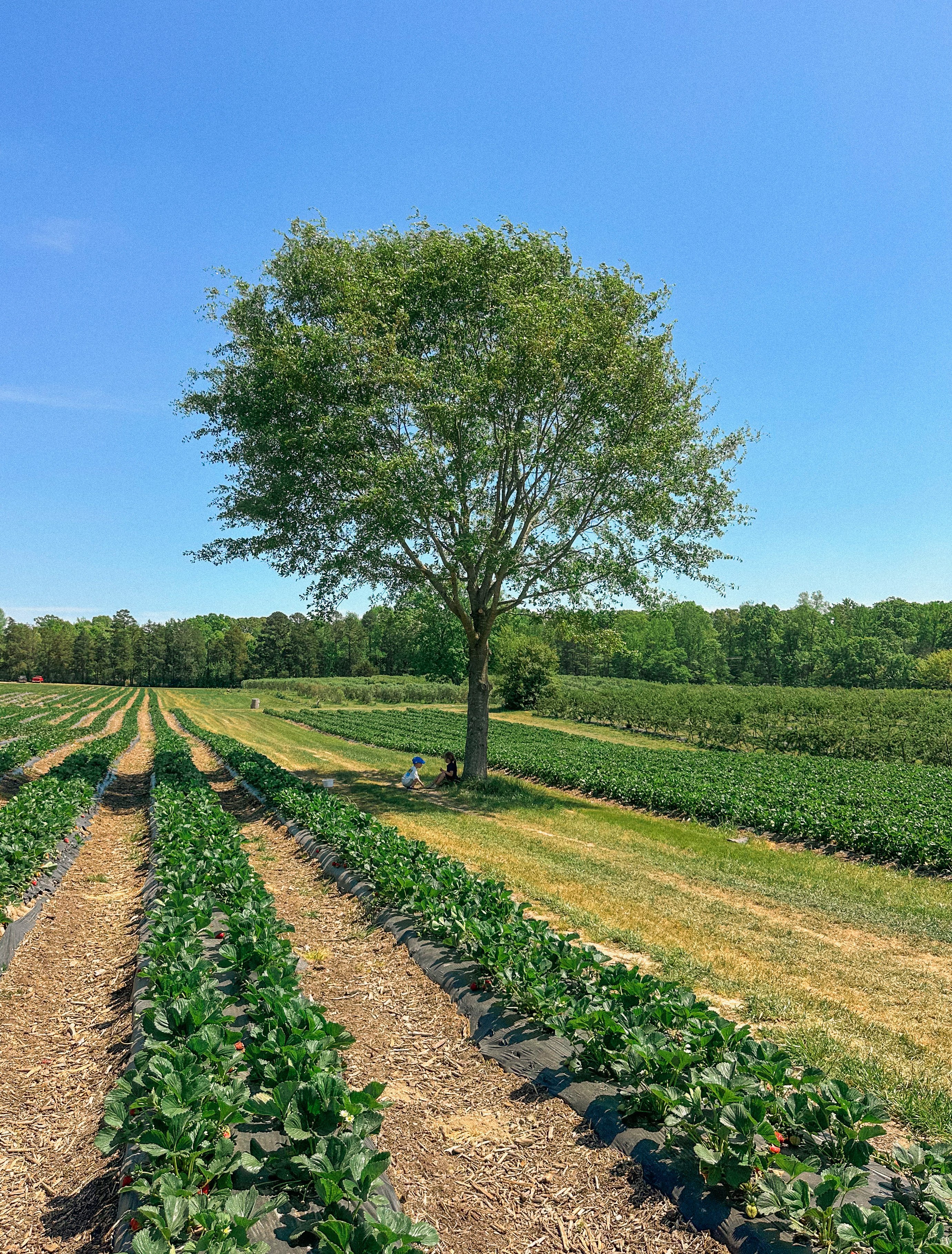 the ivy place, strawberry picking, south carolina farms, berry picking, lancaster, indian land, fort mill, blogger, mom blog, strawberry season, fruit, organic farms, charlotte, boy fashion, toddler clothes, farm life, strawberry picking season, best farms in south carolina