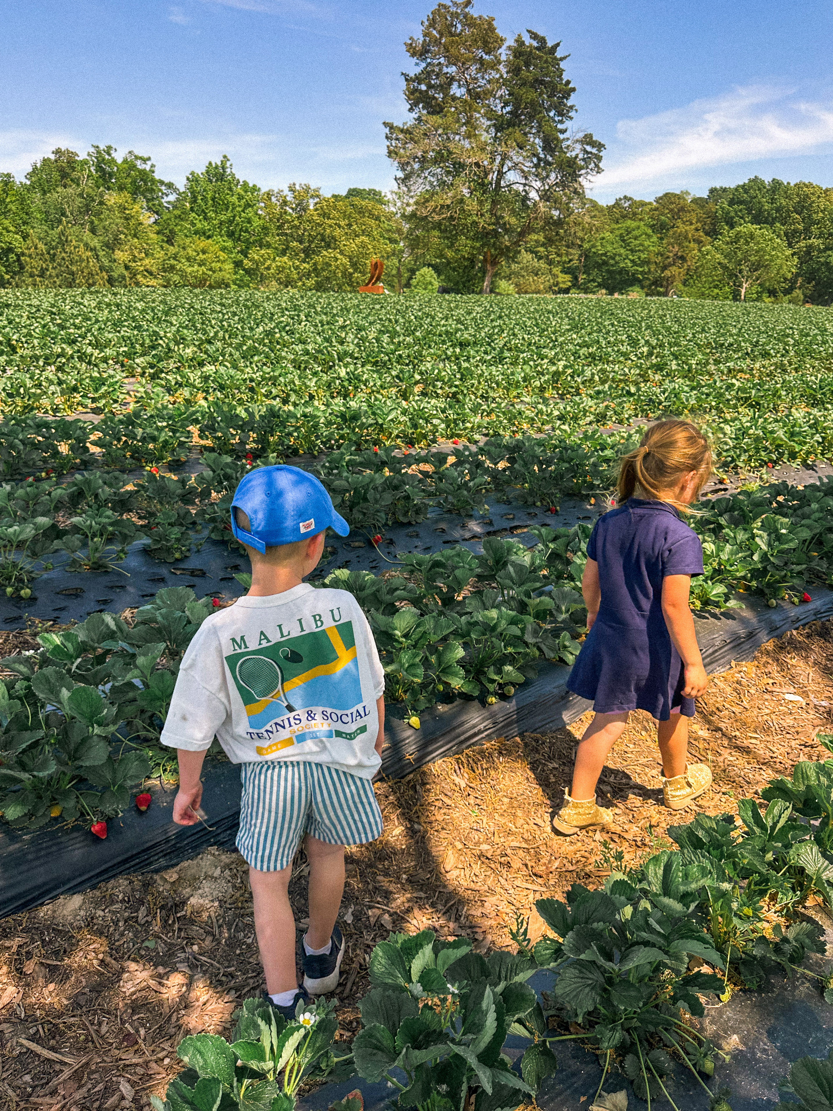 the ivy place, strawberry picking, south carolina farms, berry picking, lancaster, indian land, fort mill, blogger, mom blog, strawberry season, fruit, organic farms, charlotte, boy fashion, toddler clothes, farm life, strawberry picking season, best farms in south carolina