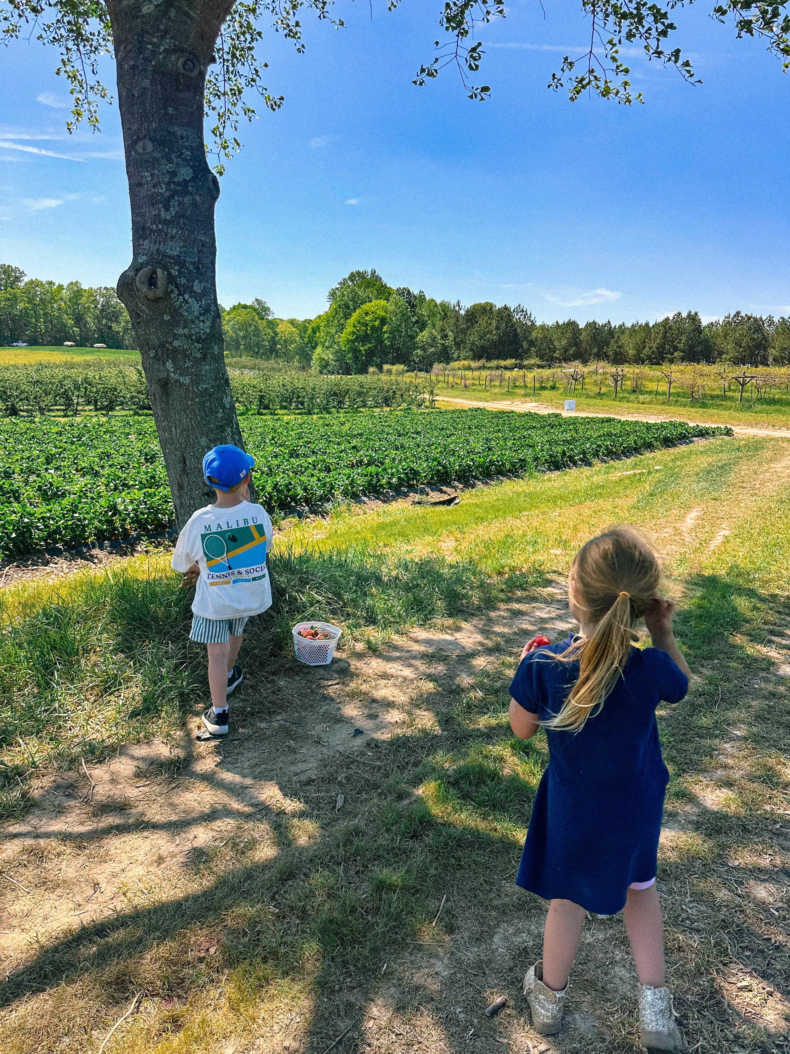 the ivy place, strawberry picking, south carolina farms, berry picking, lancaster, indian land, fort mill, blogger, mom blog, strawberry season, fruit, organic farms, charlotte, boy fashion, toddler clothes, farm life, strawberry picking season, best farms in south carolina