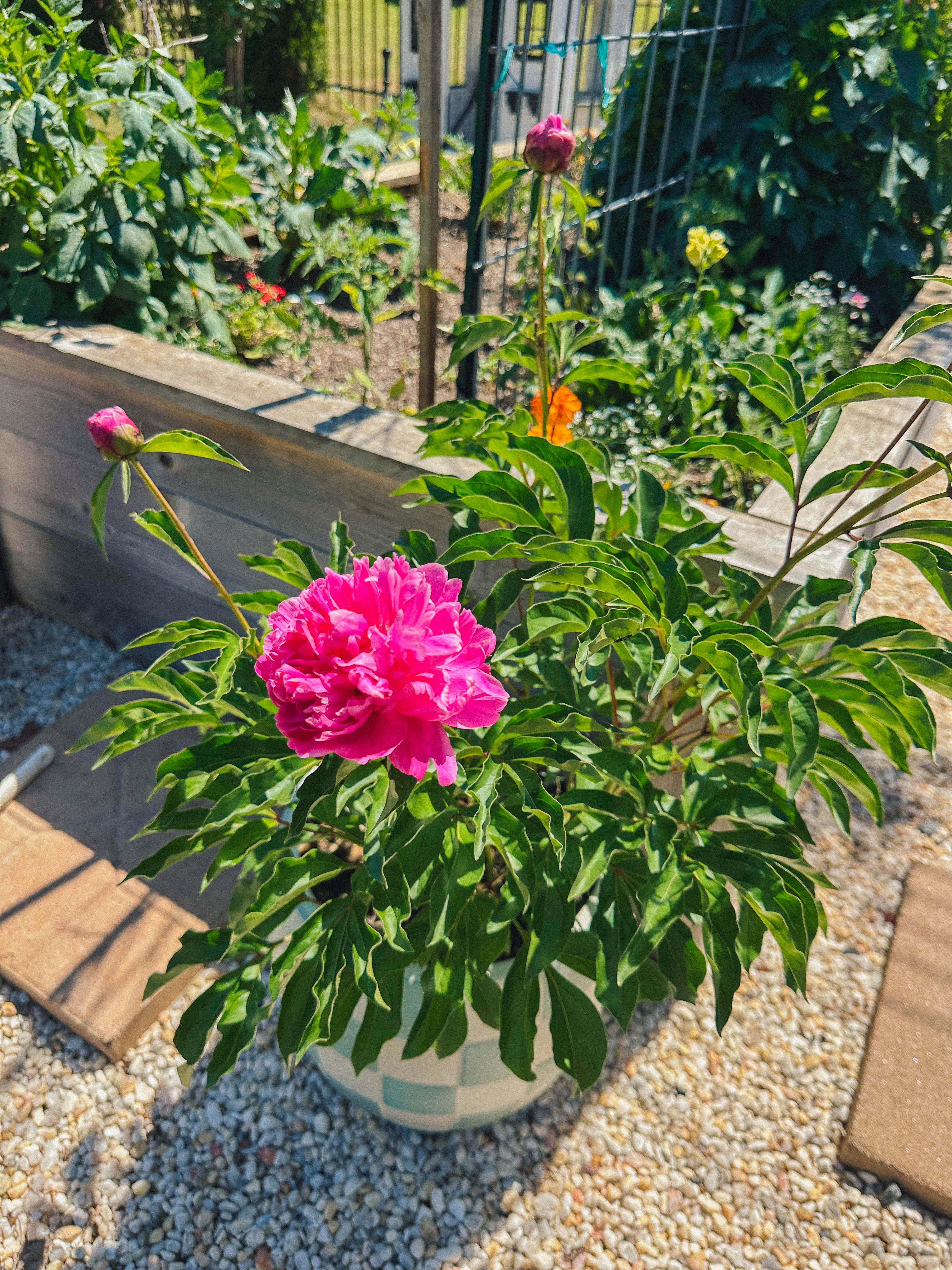 recap blog, weekly recap motherhood, lifestyle blogger, fort mill sc, charlotte nc, farms, ivy place, healthy family, in the south, soccer mom, coffee shops, toddler life, newborn, boy mom, pool, spring, flowers, garden, summer, fitness, recipes