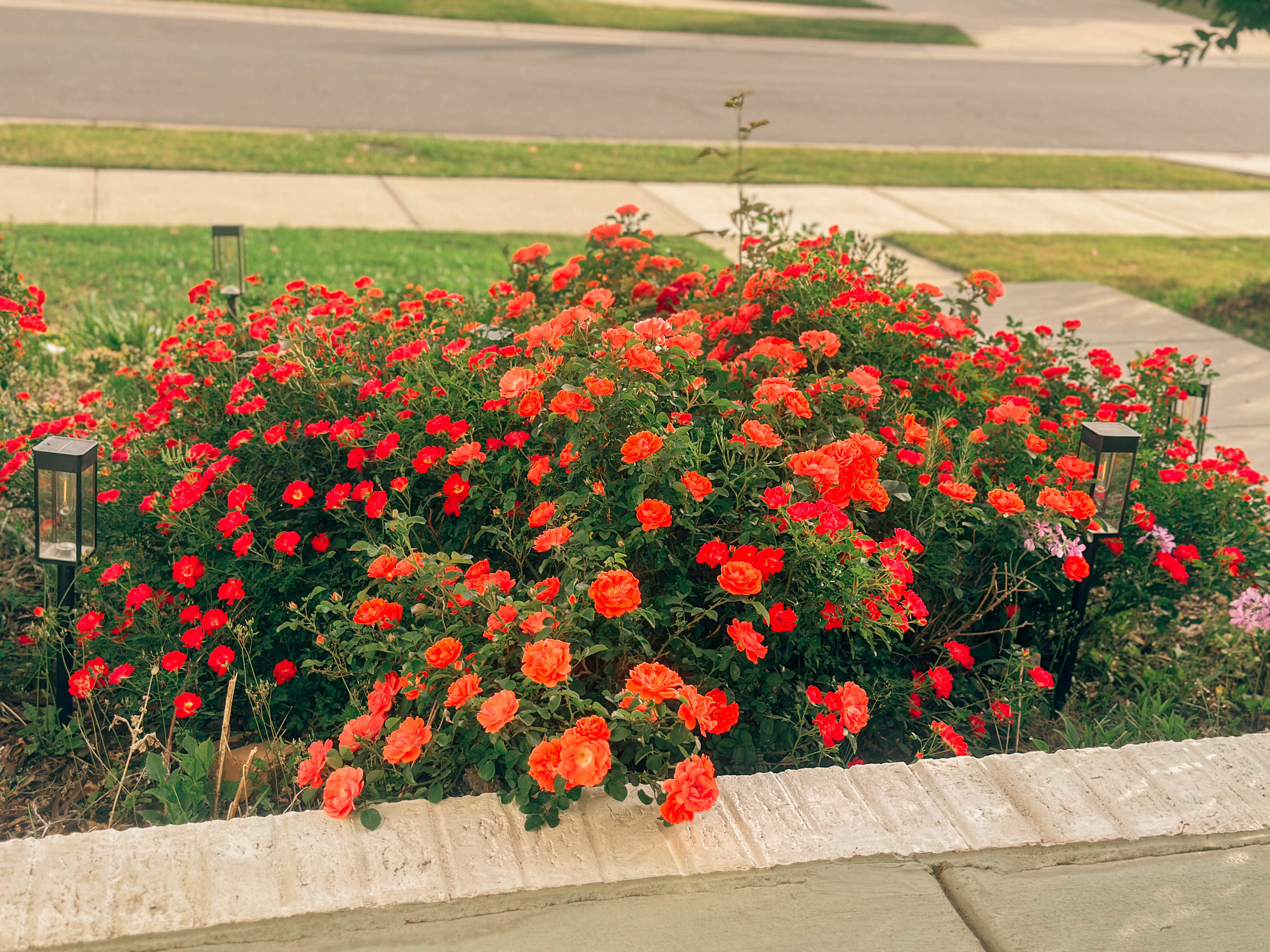 recap blog, weekly recap motherhood, lifestyle blogger, fort mill sc, charlotte nc, farms, ivy place, healthy family, in the south, soccer mom, coffee shops, toddler life, newborn, boy mom, pool, spring, flowers, garden, summer, fitness, recipes