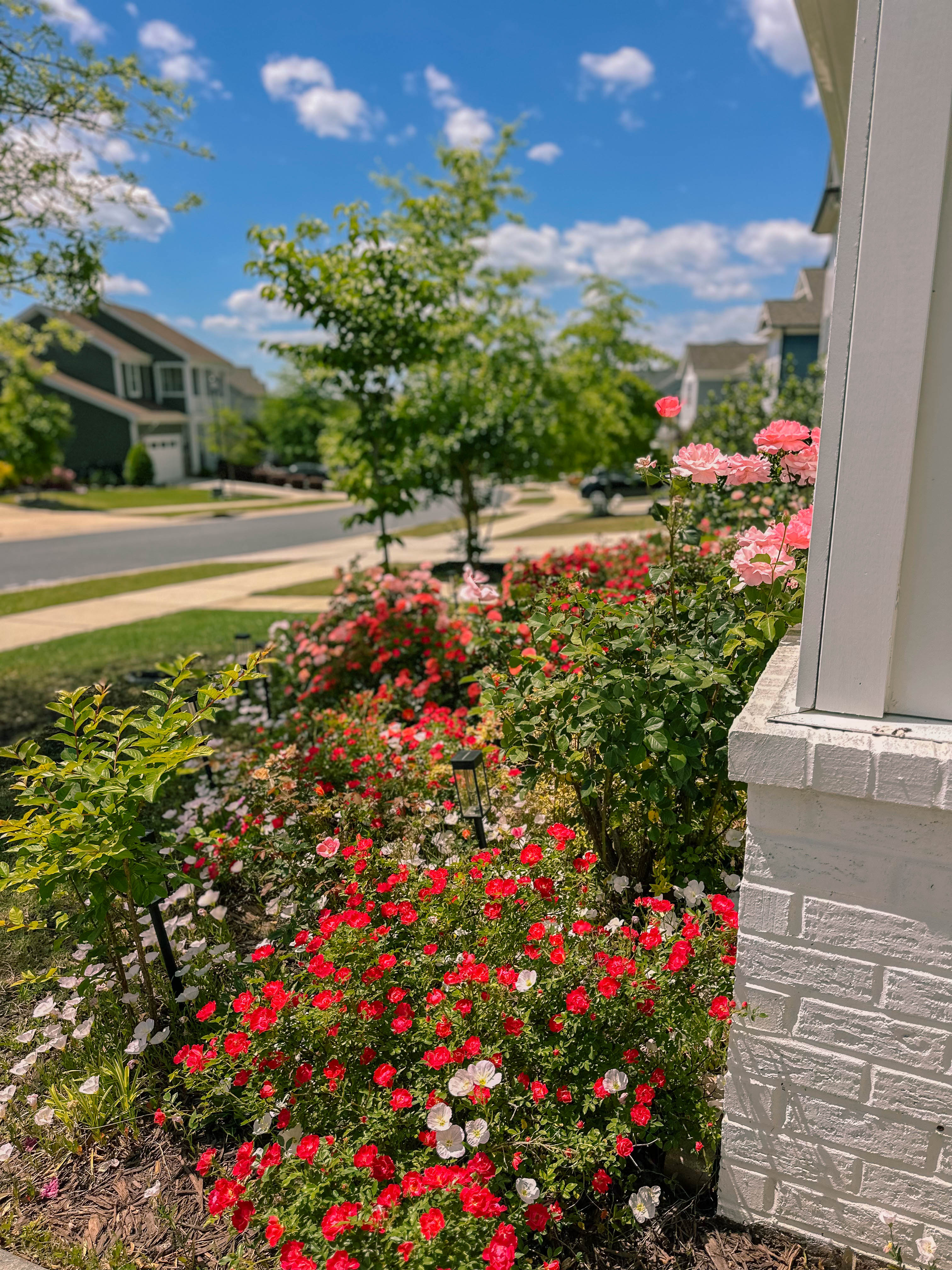 recap blog, weekly recap motherhood, lifestyle blogger, fort mill sc, charlotte nc, farms, ivy place, healthy family, in the south, soccer mom, coffee shops, toddler life, newborn, boy mom, pool, spring, flowers, garden, summer, fitness, recipes