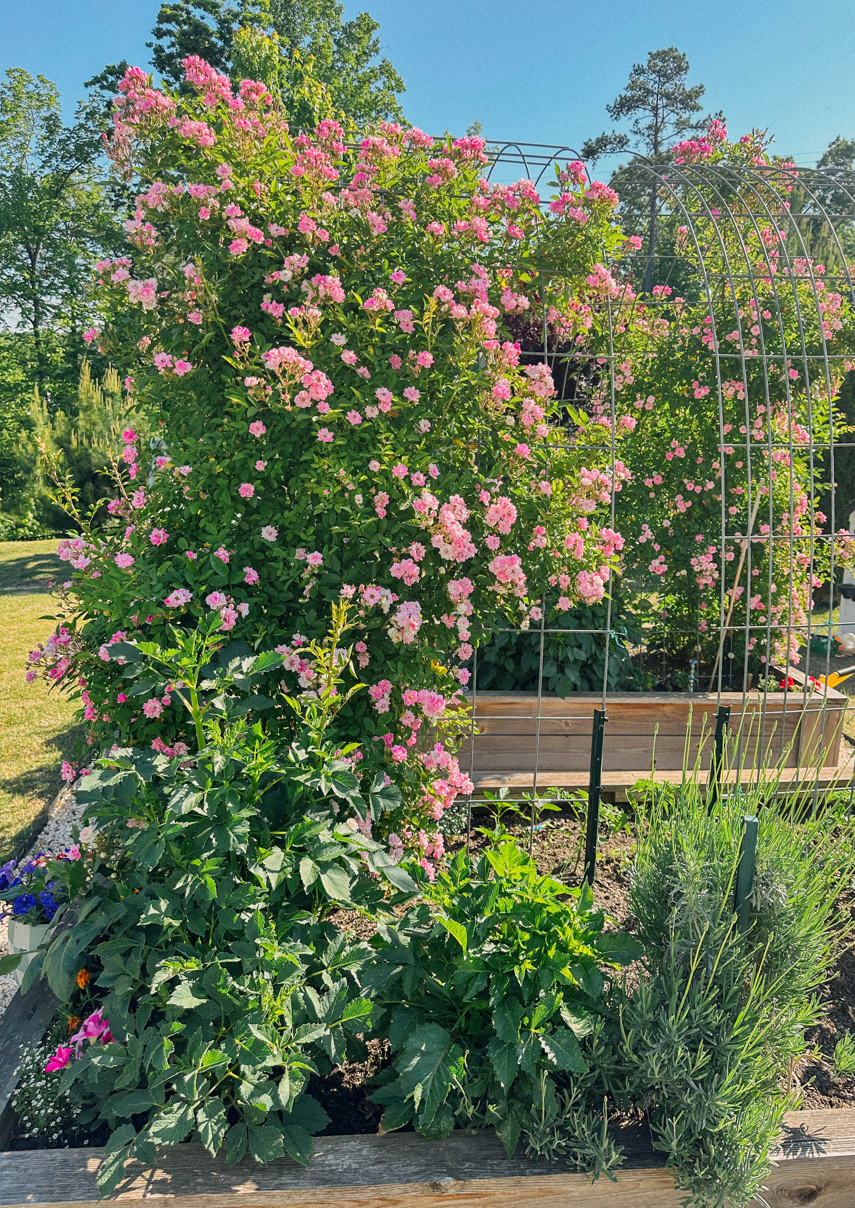 recap blog, weekly recap motherhood, lifestyle blogger, fort mill sc, charlotte nc, farms, ivy place, healthy family, in the south, soccer mom, coffee shops, toddler life, newborn, boy mom, pool, spring, flowers, garden, summer, fitness, recipes, flora coffee shop rock hill