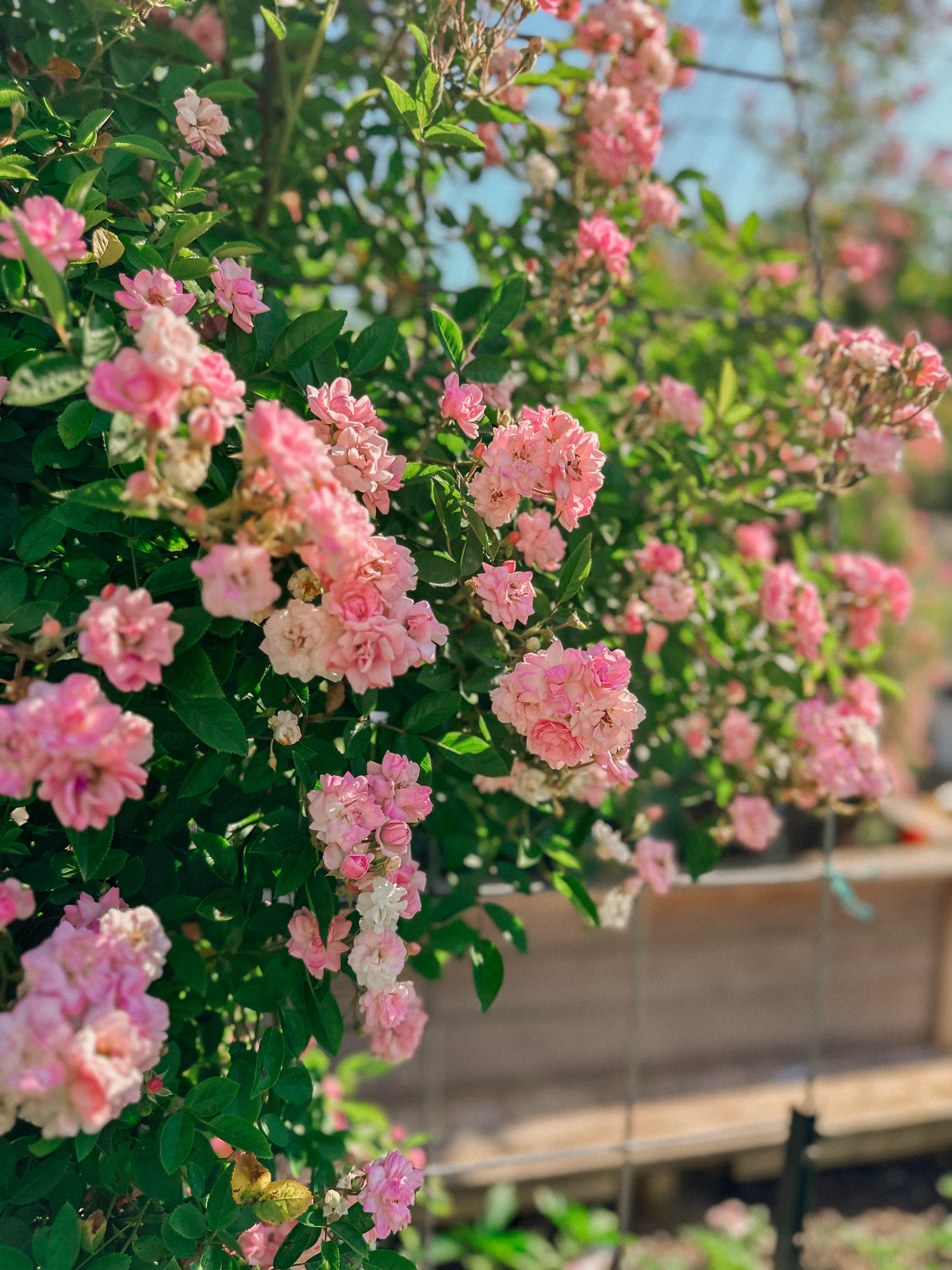recap blog, weekly recap motherhood, lifestyle blogger, fort mill sc, charlotte nc, farms, ivy place, healthy family, in the south, soccer mom, coffee shops, toddler life, newborn, boy mom, pool, spring, flowers, garden, summer, fitness, recipes, flora coffee shop rock hill