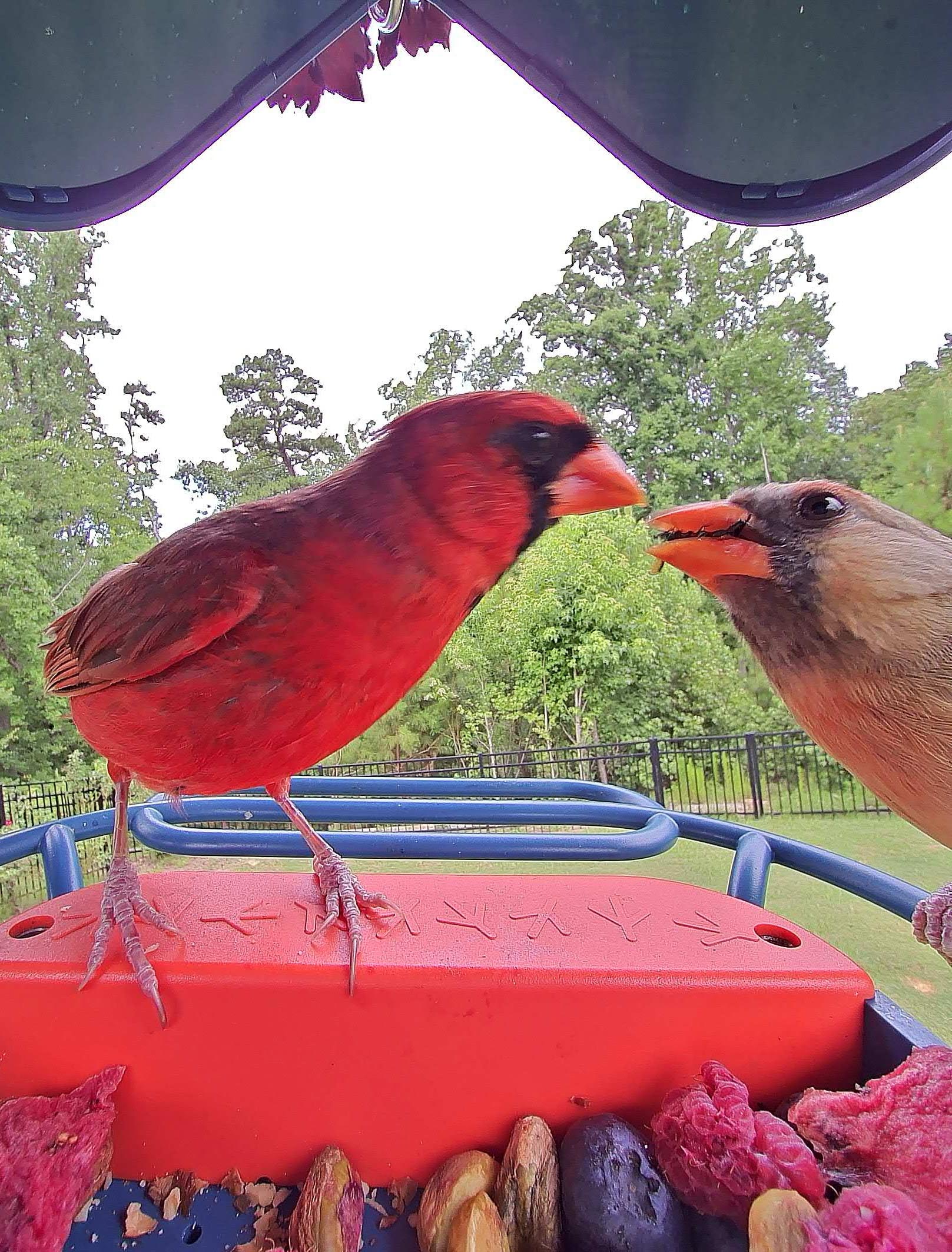 summer time with kids, motherhood, blog, lifestyle blog, south carolina, fort mill, boy mom, recap blog, summer fun, kids recipes, healthy eating, gardening, pool, food, snacks, lifestyle blogger