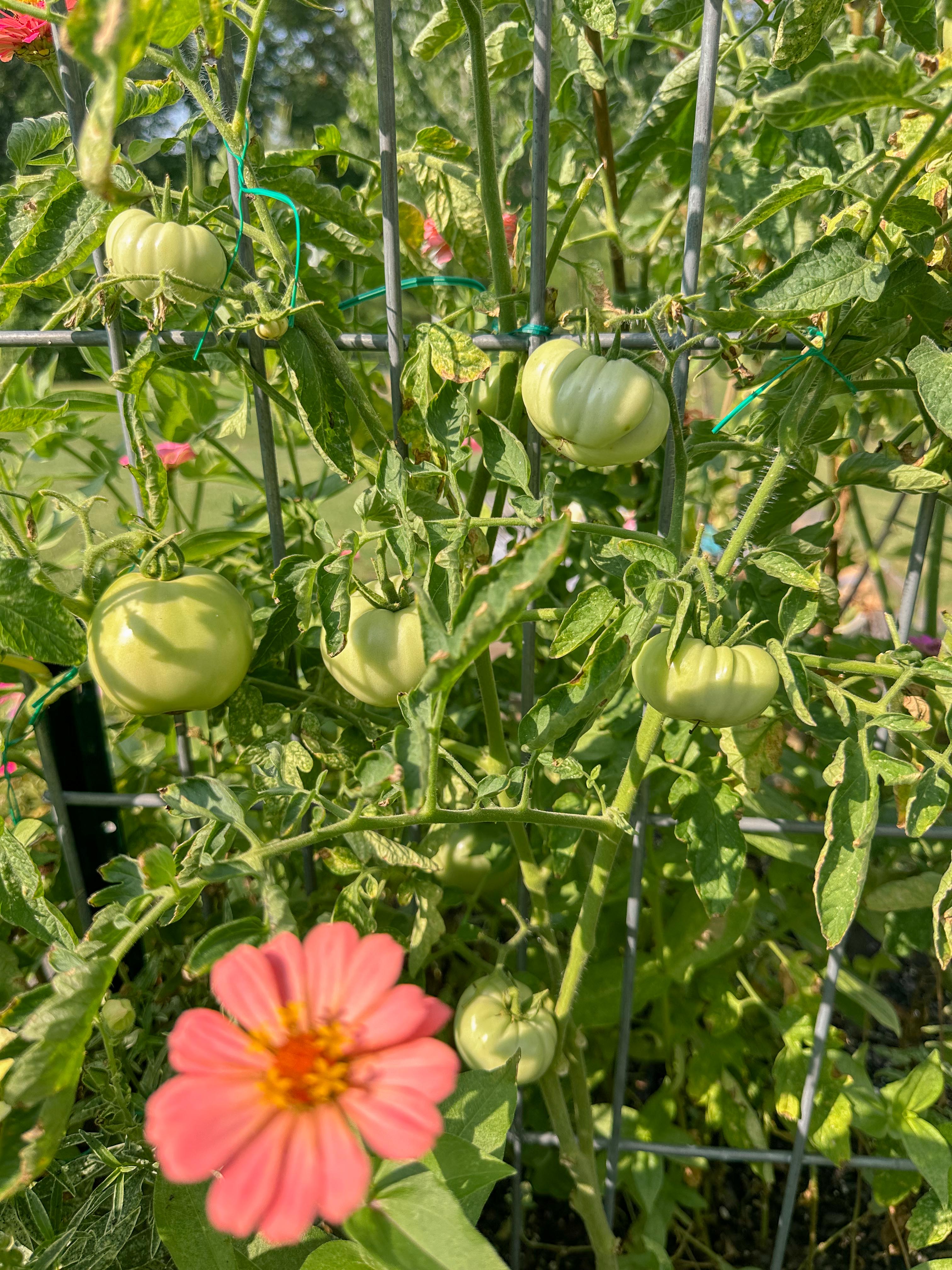 summer time with kids, motherhood, blog, lifestyle blog, south carolina, fort mill, boy mom, recap blog, summer fun, kids recipes, healthy eating, gardening, pool, food, snacks, lifestyle blogger
