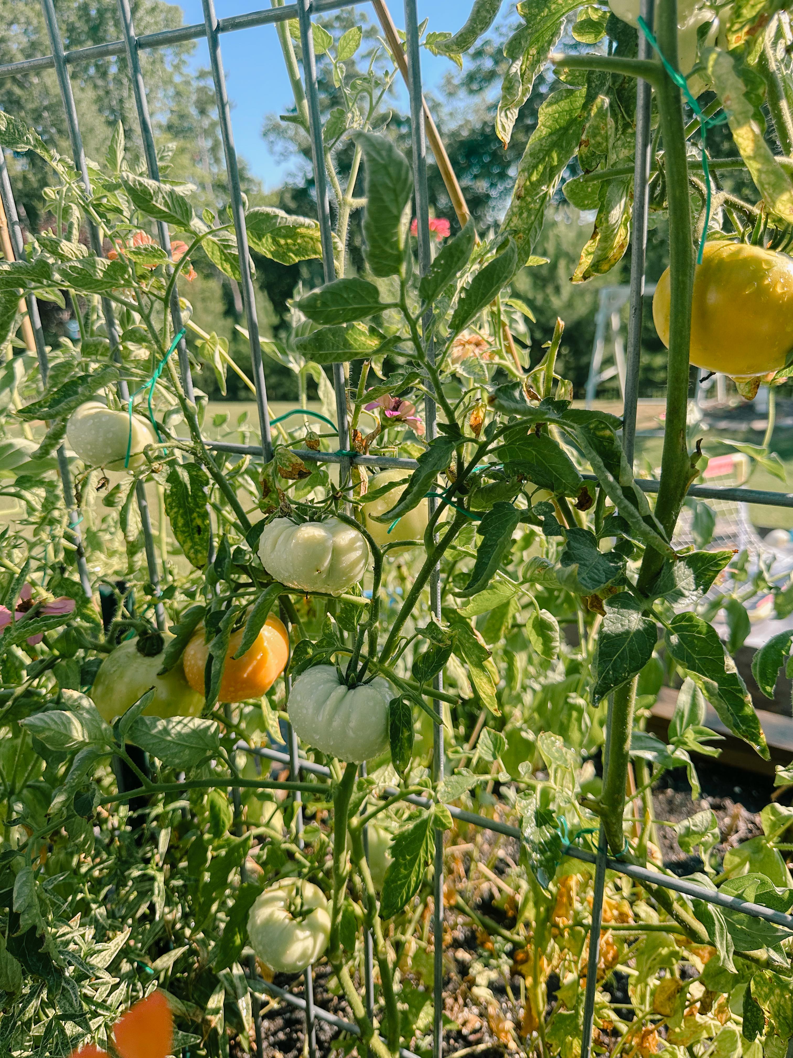 summer time with kids, motherhood, blog, lifestyle blog, south carolina, fort mill, boy mom, recap blog, summer fun, kids recipes, healthy eating, gardening, pool, food, snacks, lifestyle blogger